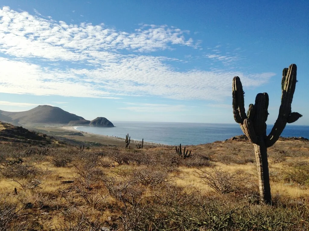 simple cacti ocean hill desert.jpeg