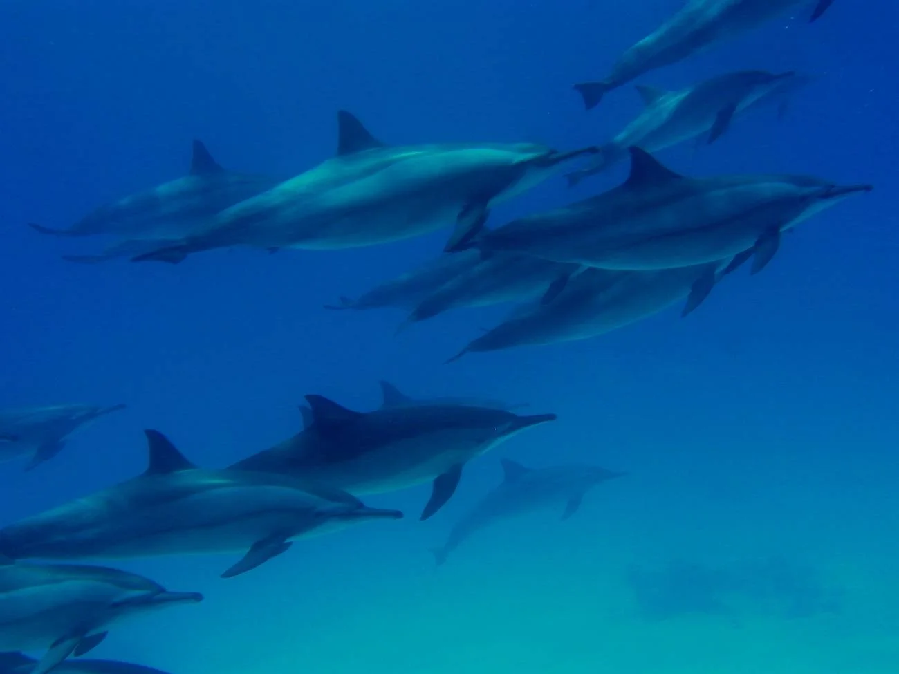 group of Dolphins (1).jpg