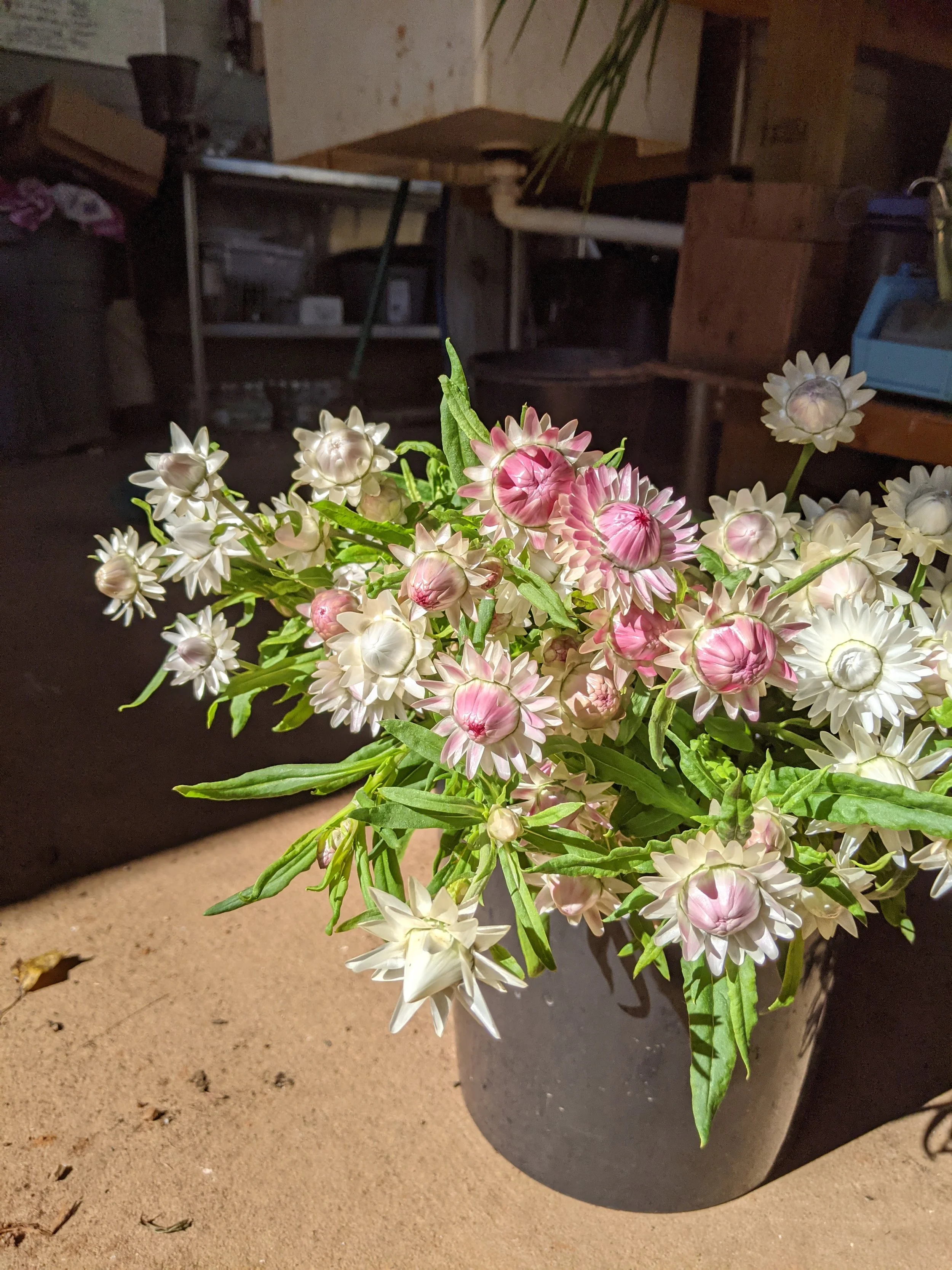 A potted plant with pink and white flowers on a sandy surface in an indoor setting.