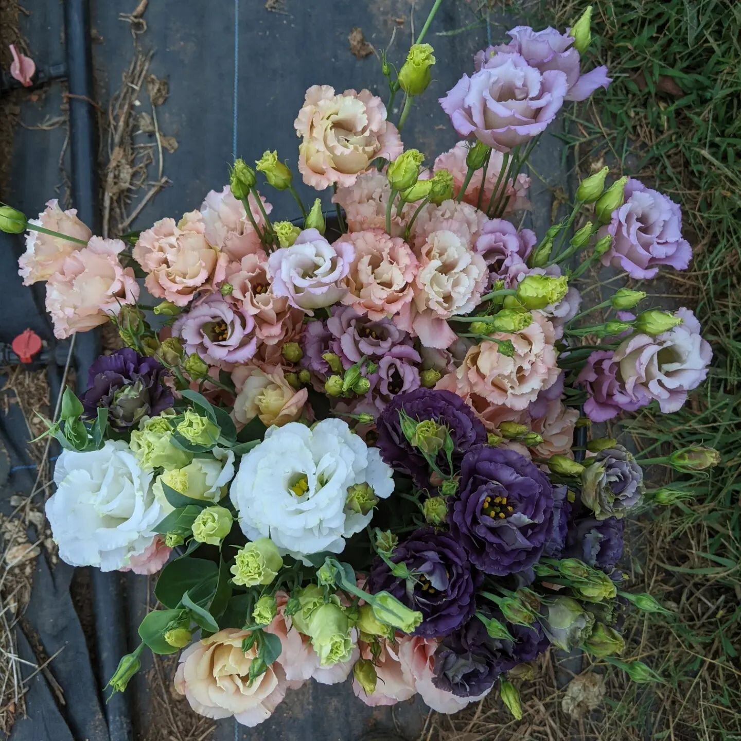 In this last week of fresh (field) flowers, can we please clap for #lisianthus 👏 Even with a 2nd-flush reduction in stem height &amp; sturdiness, the flowers have continued to be heartbreaking.

Over the past four seasons, I've tried many iterations