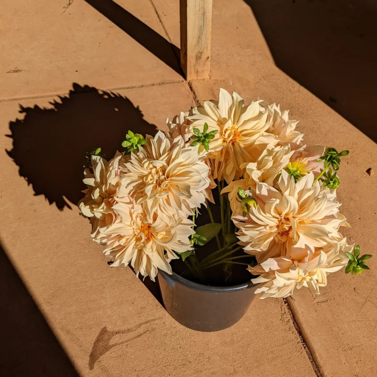 The #cafeaulait plants in the tunnel continue to be annihilated by ants, yet somehow we've gotten some pretty exquisite flowers coming out of those beds... a bit of a surprise considering how gnarly the plants (have) look(ed). And now with powdery mi