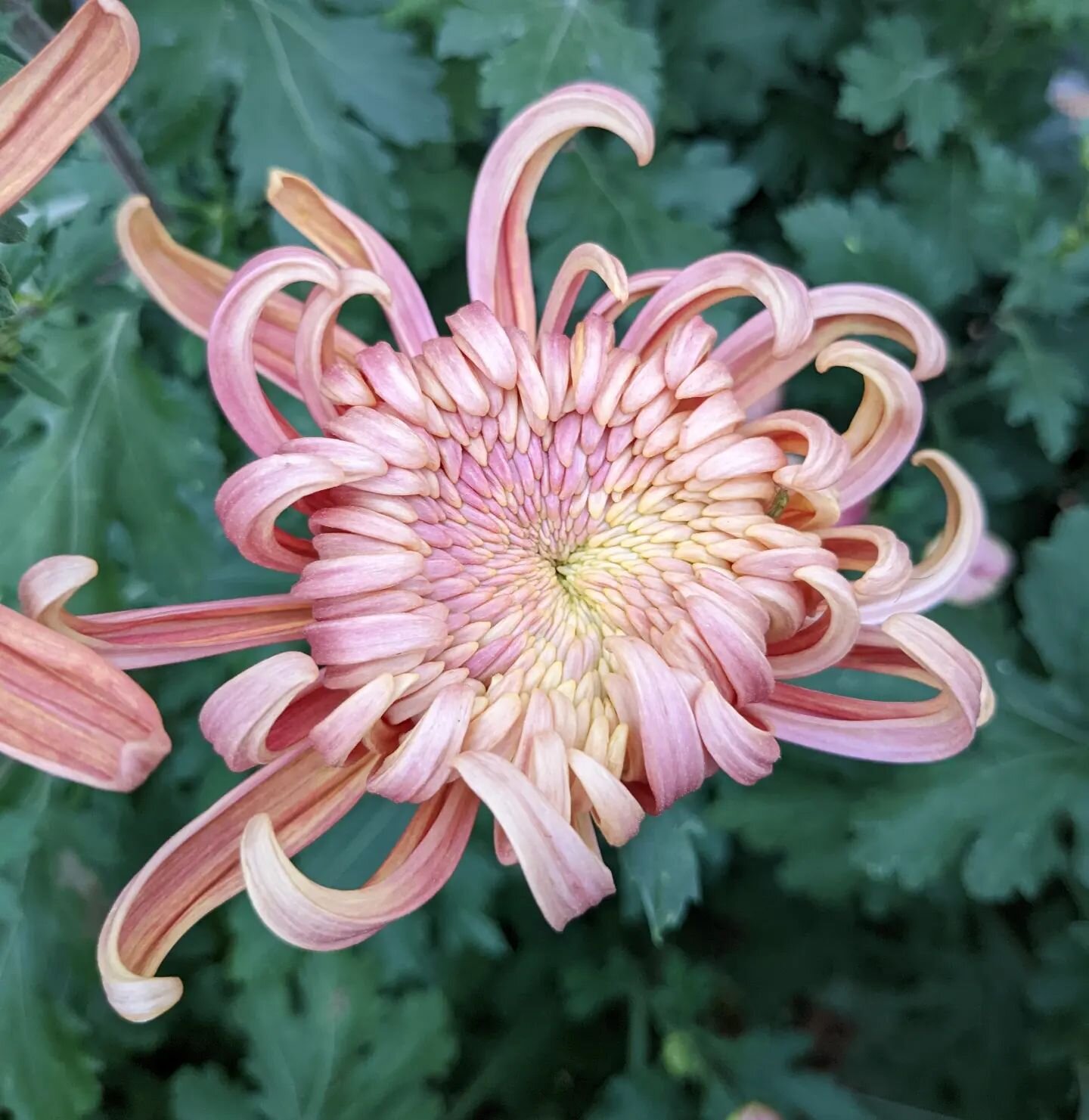 Because I have never grown #mums before, I have never considered that mum szn is inextricably lined up with Scorpio szn. And well, duh, hello, of course it is! This is the incurve variety 'River City' (on @piedmontwholesaleflowers pre-order availabil