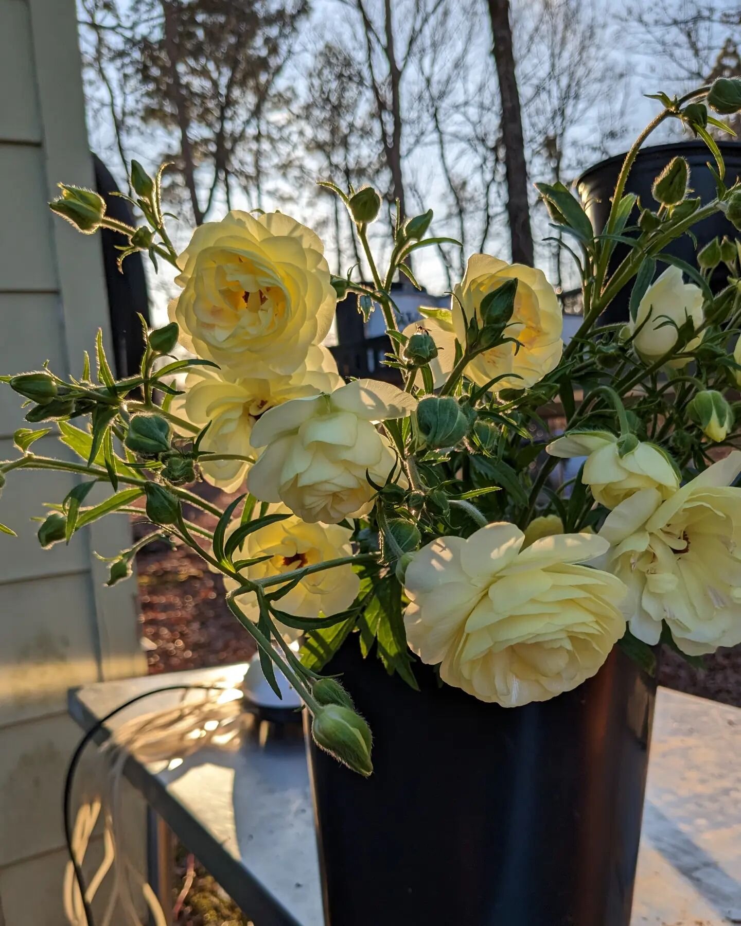 Crated &amp; ignored greenhouse-grown #butterflyranunculus from Fall 2021 looking better and taller than anything I've grown on purpose in the unheated tunnel😐 Wish we had more! The couple bunches available, plus early anemones, are headed to belove