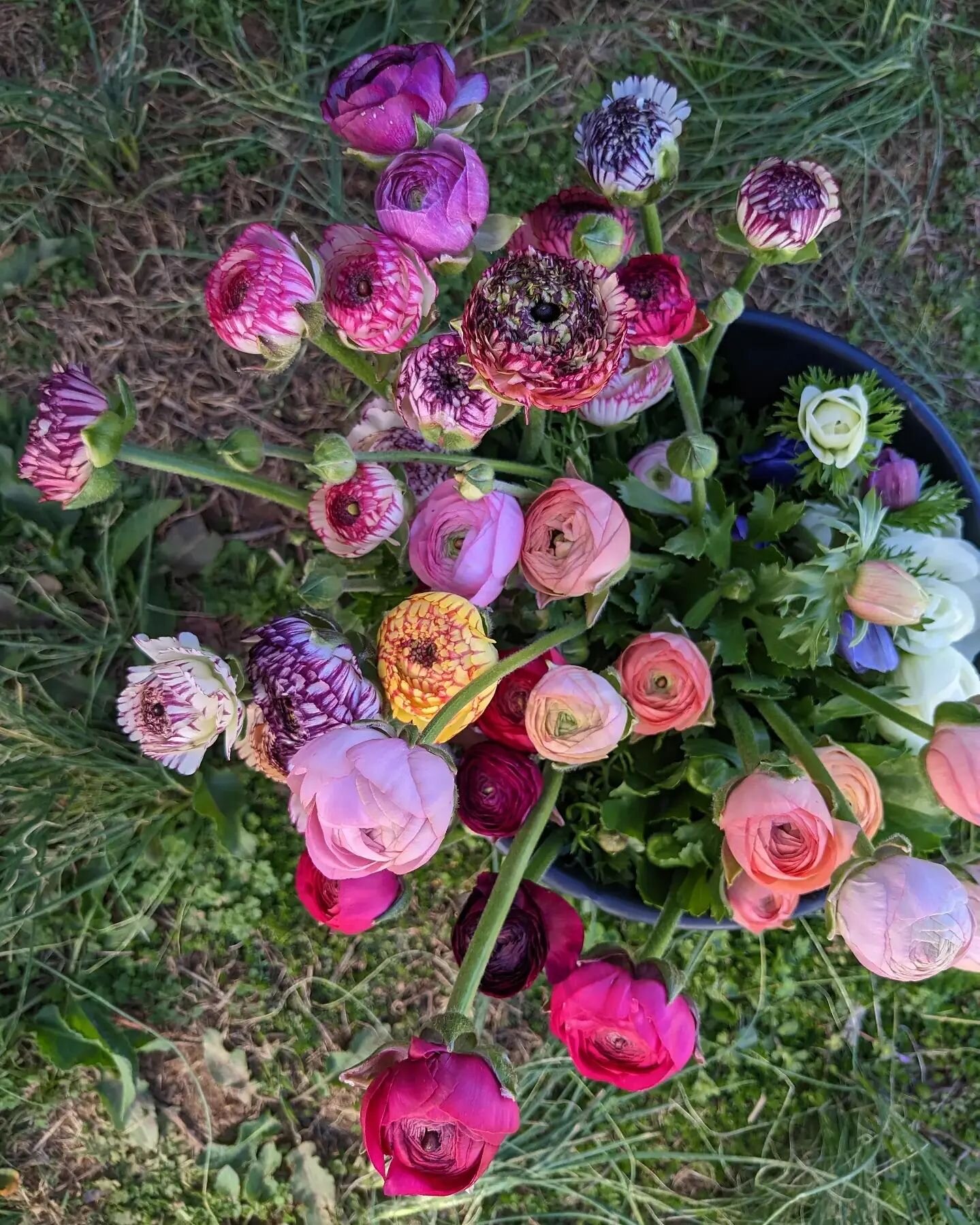 With the first #ranunculus stems officially coming through, I'm here to say... subscribers, watch those inboxes - we're coming for you ASAP!

In the meantime, the few bunches that are here now are available for florist pre-order @piedmontwholesaleflo