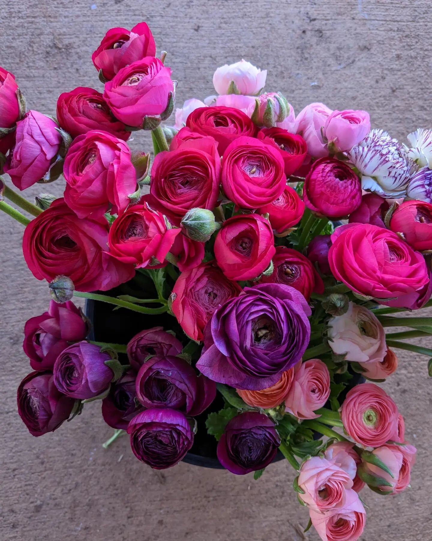 🚨Breaking news!🚨 Abundance is here, earlier than ever, and we have room for a few more Ranunculus-Only subscriptions (previously sold out). Please humor me with the opportunity to give you one of the best gifts we offer in Spring... 12-15 stems of 