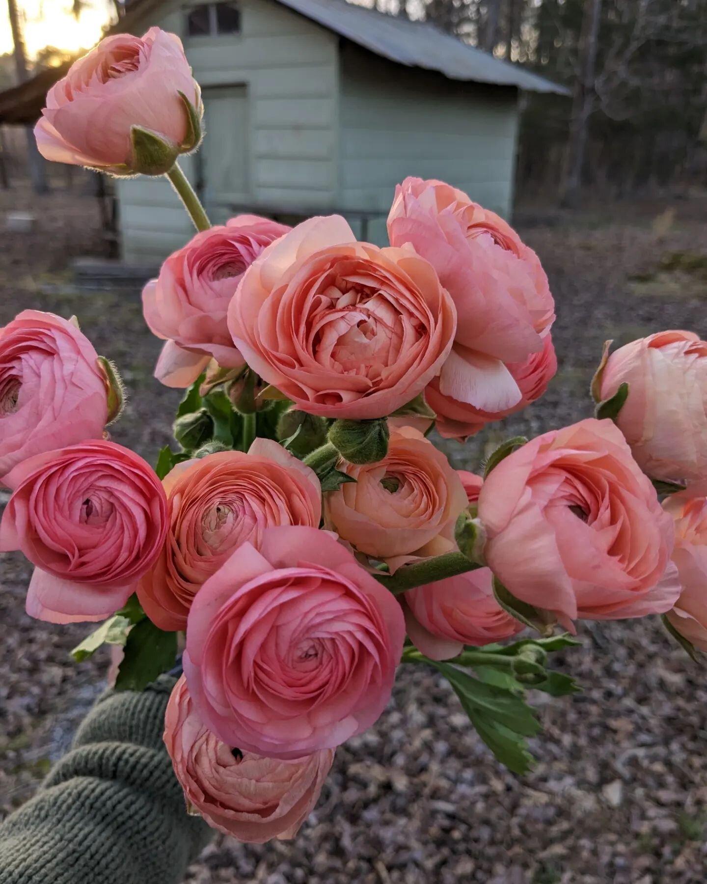 The ranunculus has been insanely prolific this year, so, we can do something I've always wanted: week-of single bunches!

Available for pick up @___perfectlovers___ this Saturday 3/25 between 9-3pm. The cut off to order for the Saturday pick up will 