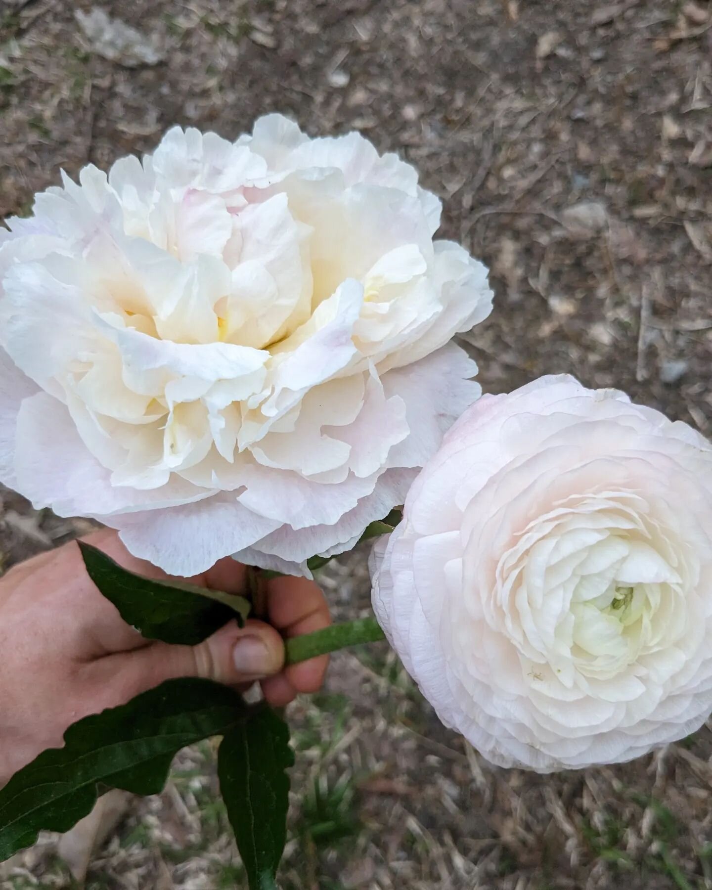 #peony or #ranunculus? All answers are correct.

I finally caved and added a couple peony varieties to our home front field this winter. While these won't be saleable until 2024/2025, who doesn't like a sneak peak?

This photo is also proof that if y