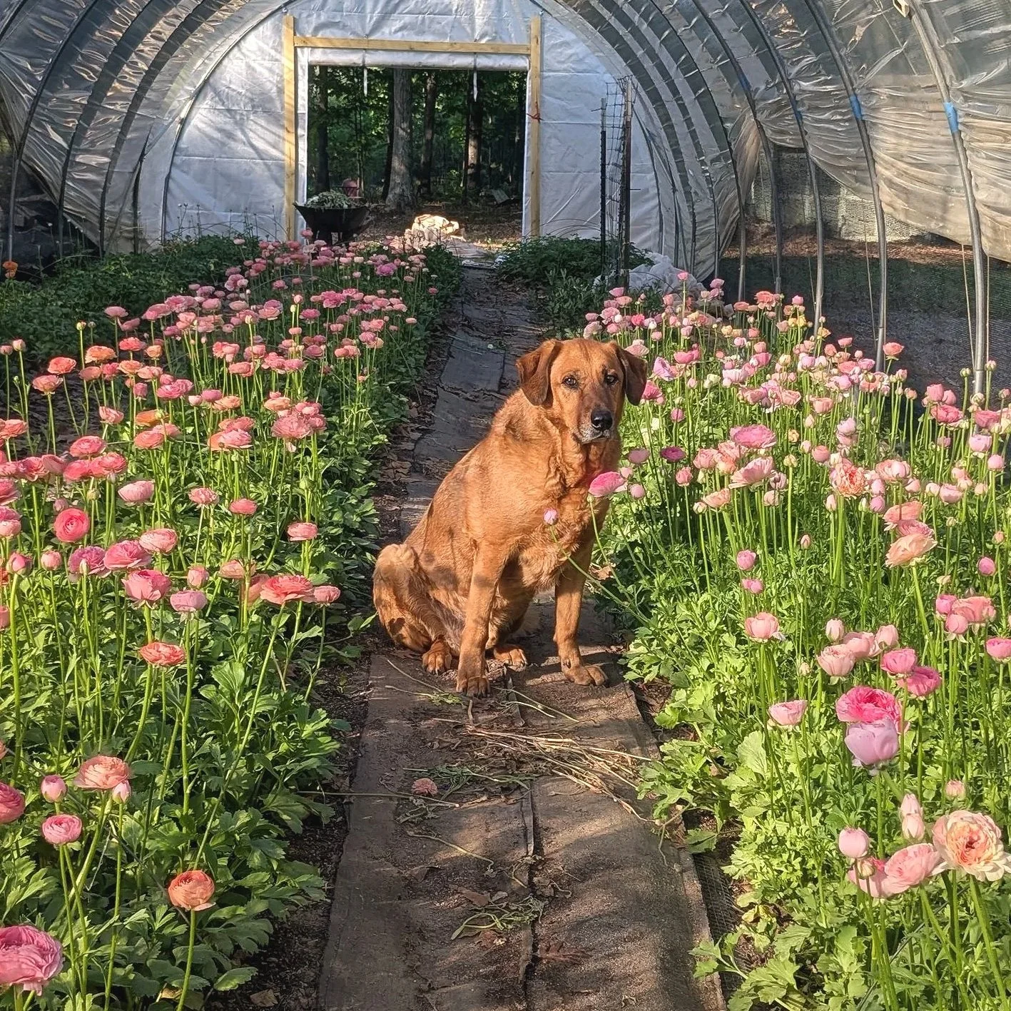 A brown dog sitting on a garden path inside a greenhouse, surrounded by pink flowers on both sides of the path, with trees visible through the open door at the end of the greenhouse.