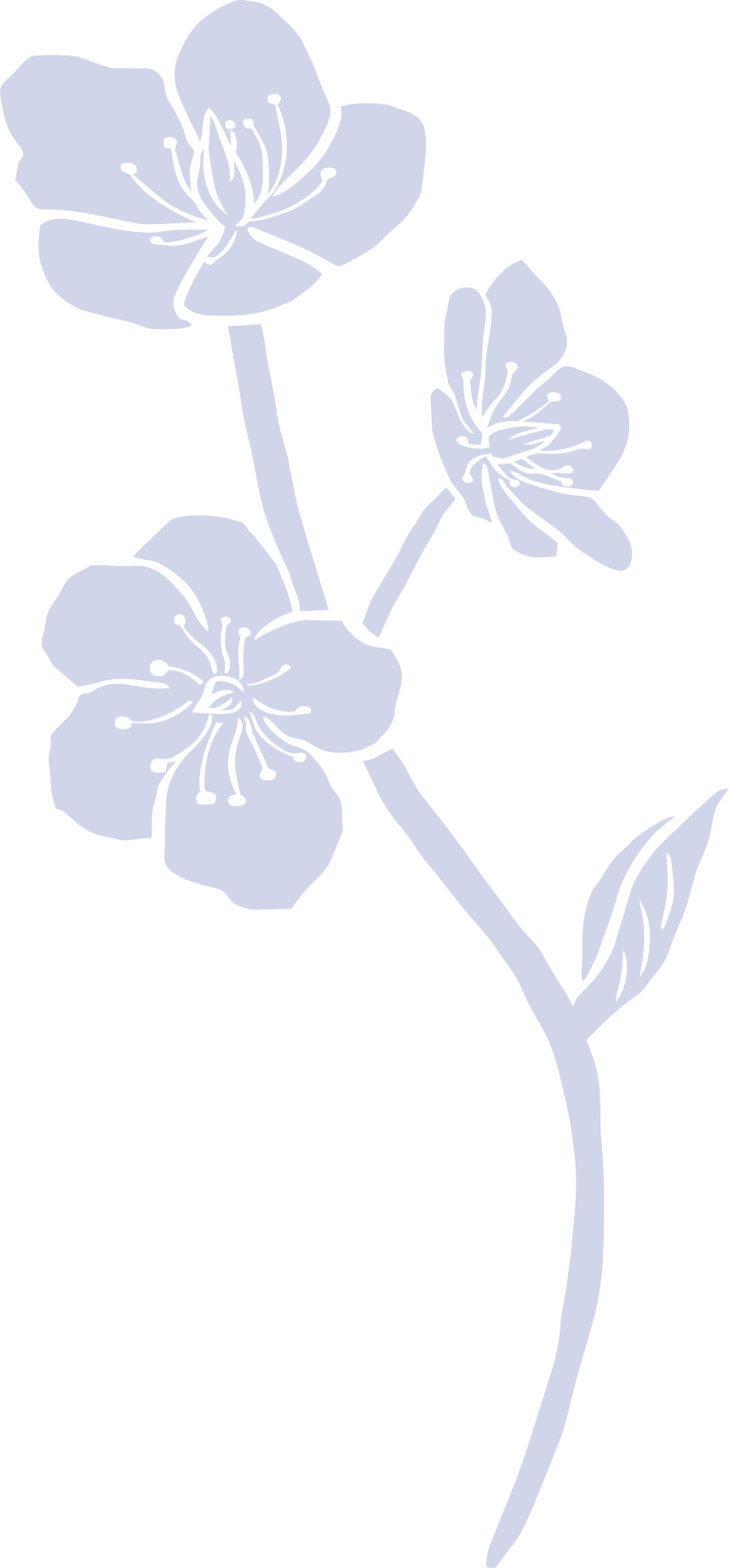 Stylized illustration of three flowers with light purple petals and black stamens on a black background.