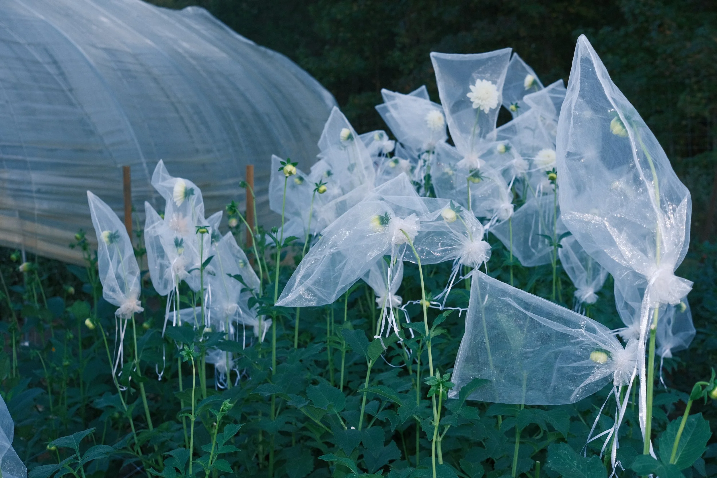 White flowers covered in protective plastic sheeting with a greenhouse in the background