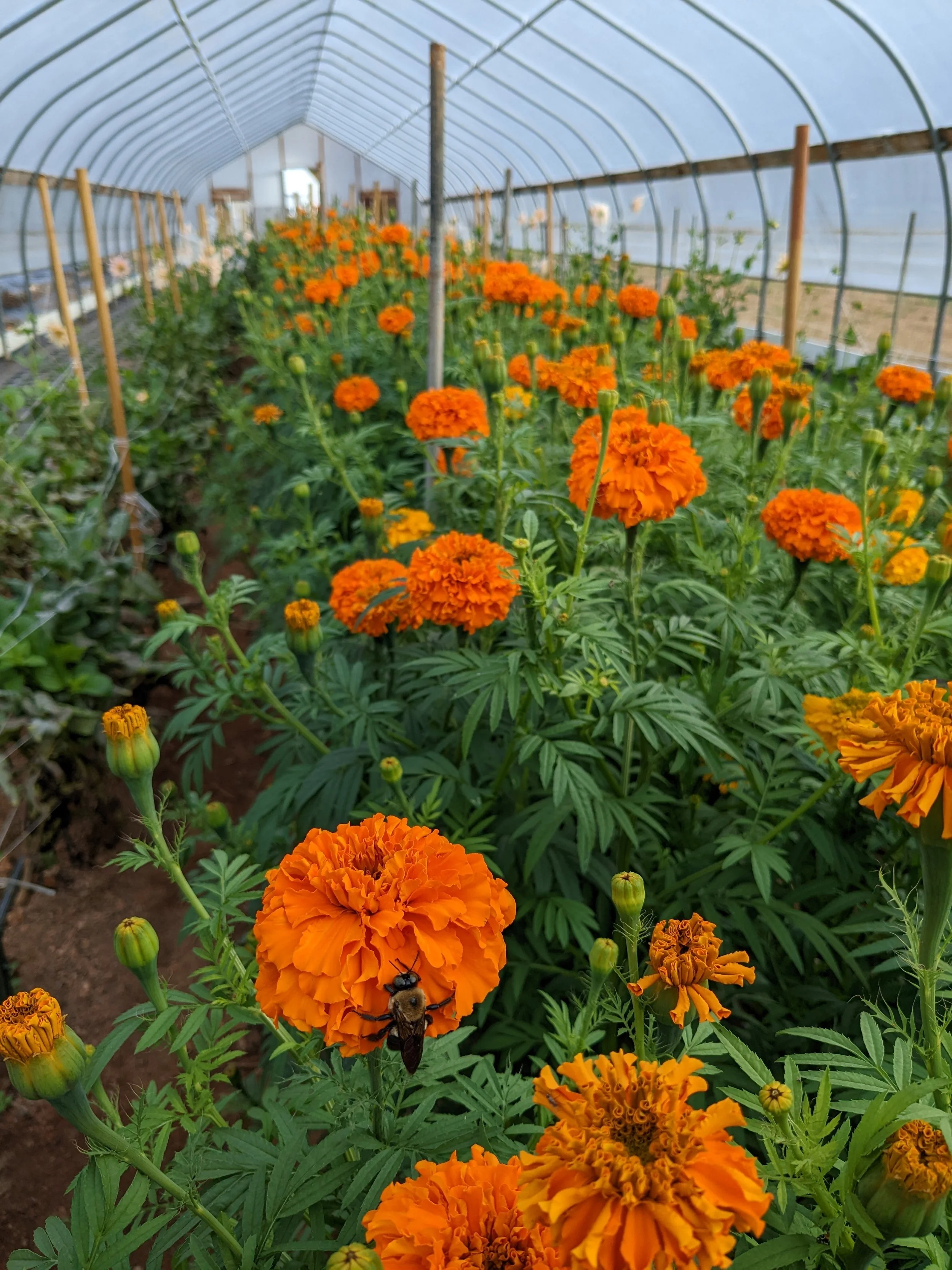 Inside a greenhouse, orange marigold flowers are growing on lush green plants with a bee on one of the flowers, and white daisies are visible in the background.