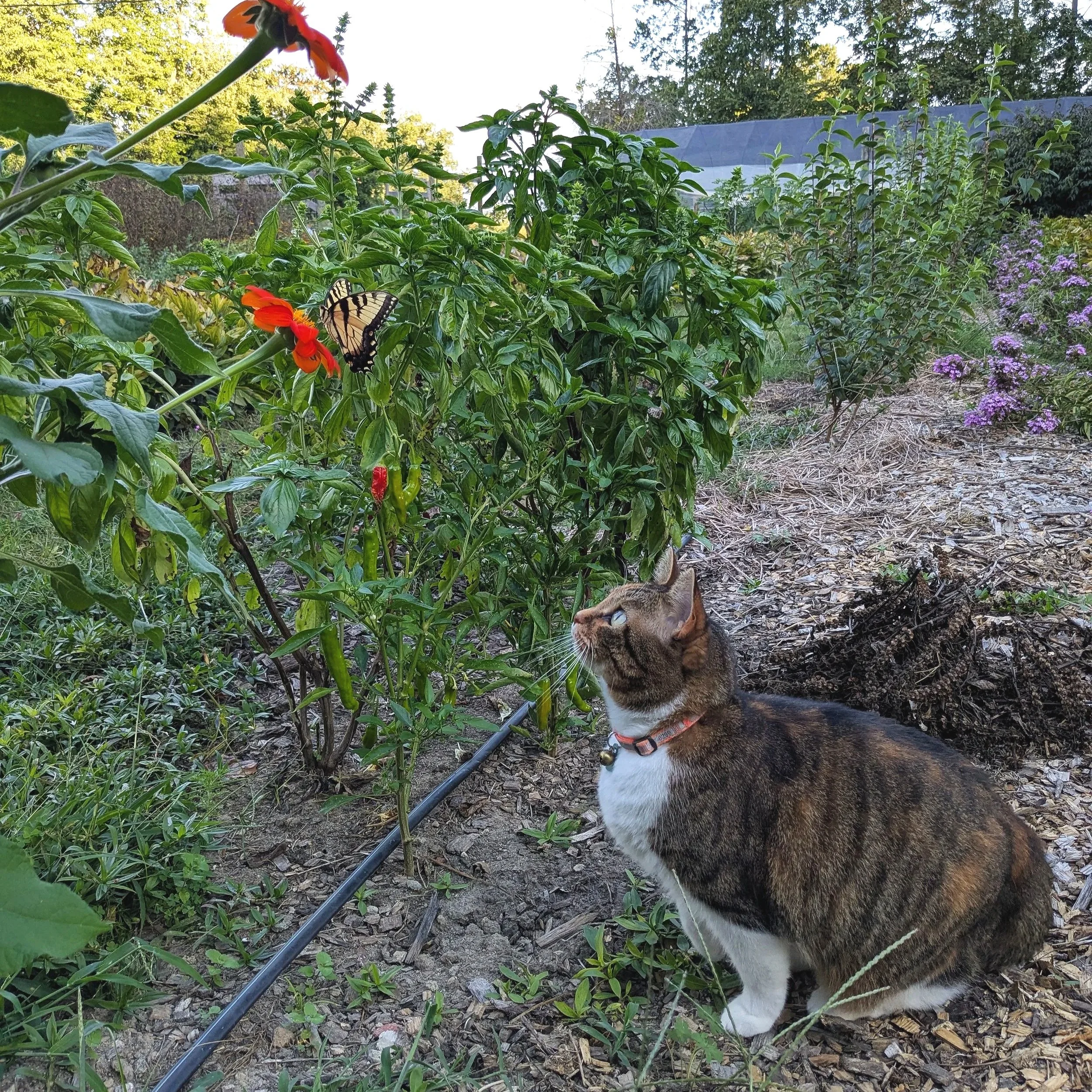 A tabby cat with white chest and paws is sitting outdoors in a garden, looking alert. The garden has various green plants, some with colorful flowers, and a butterfly is hovering near a red-orange flower. In the background, there are trees and a building with a sloped roof.