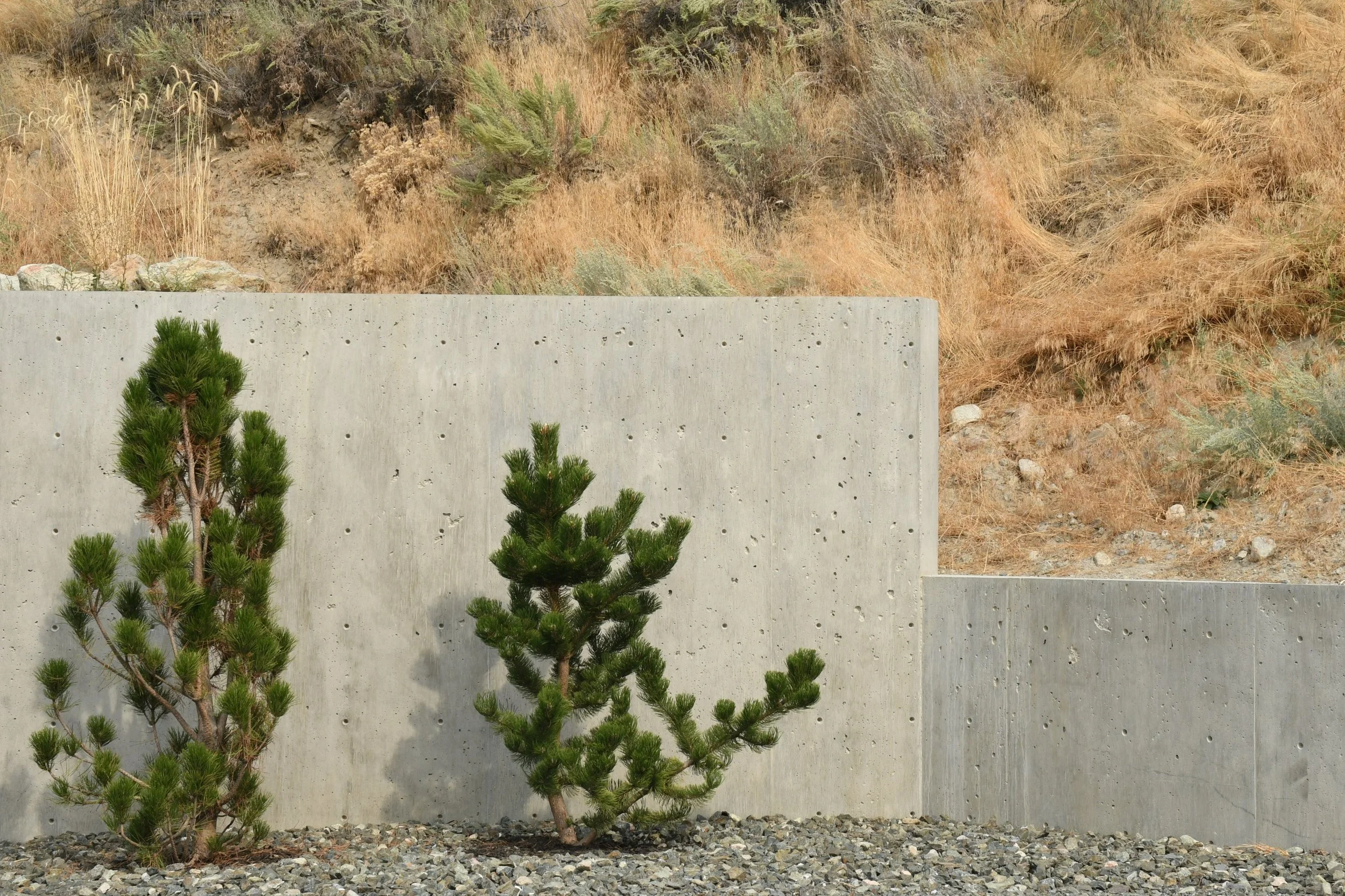 Mugo Pine