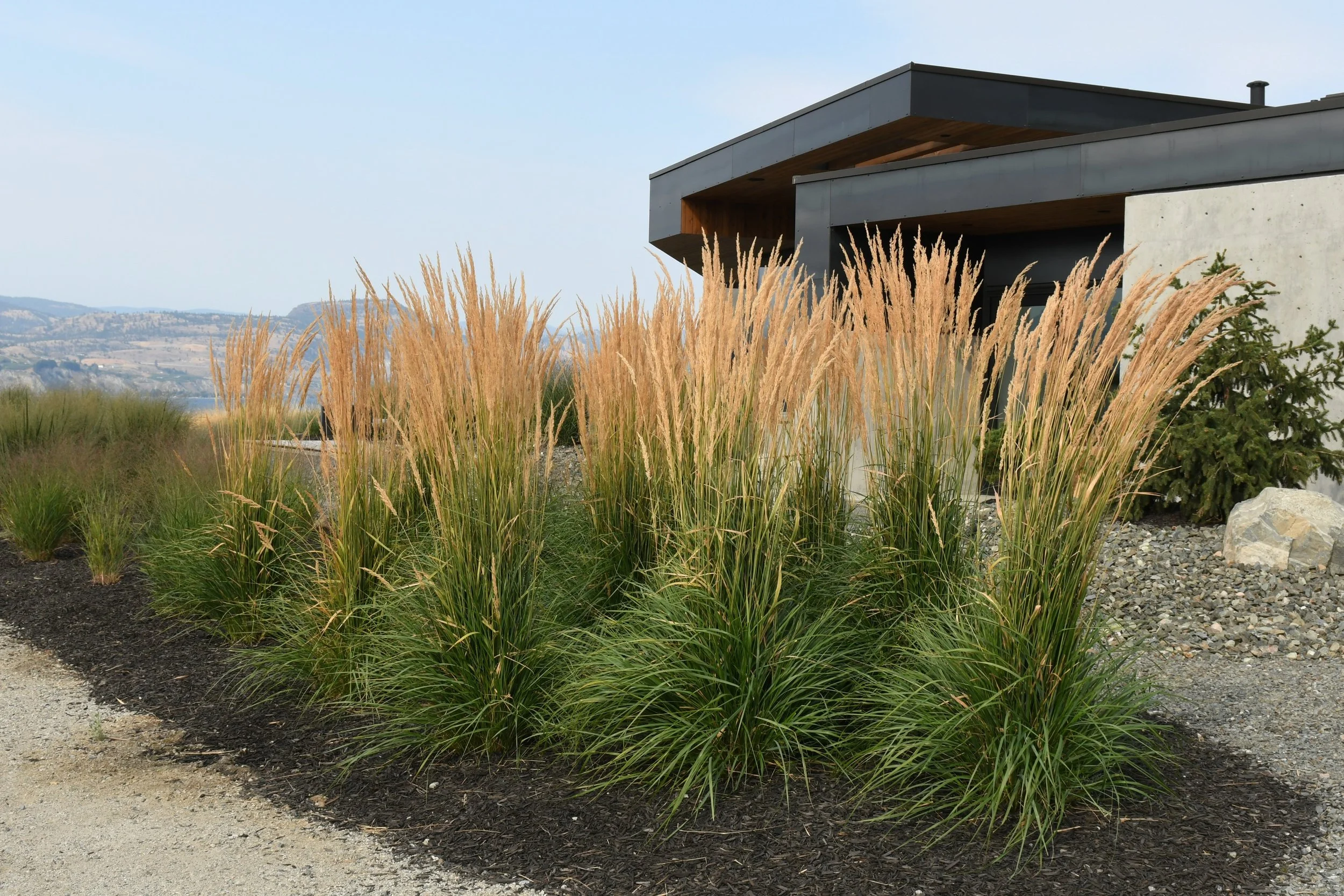 Ornamental Grasses