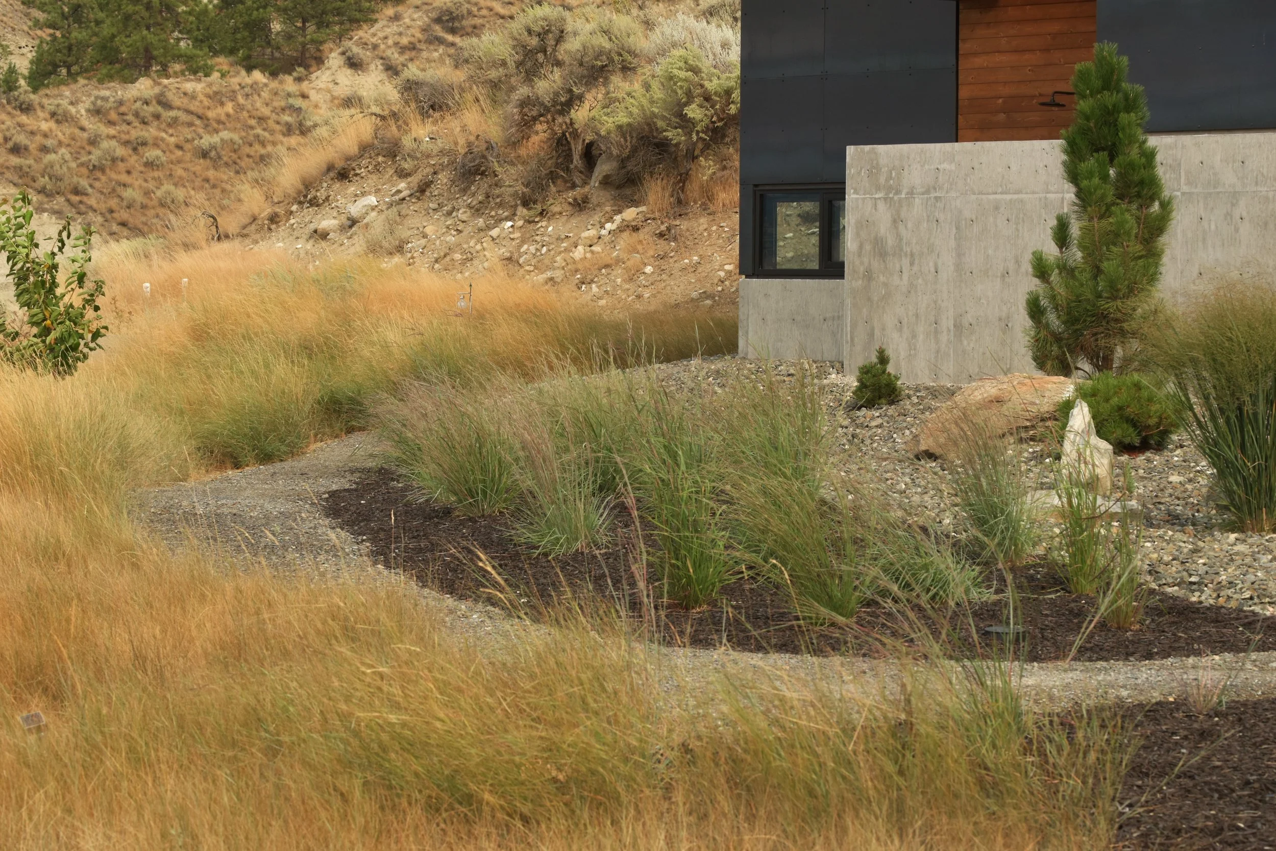 Ornamental Grasses