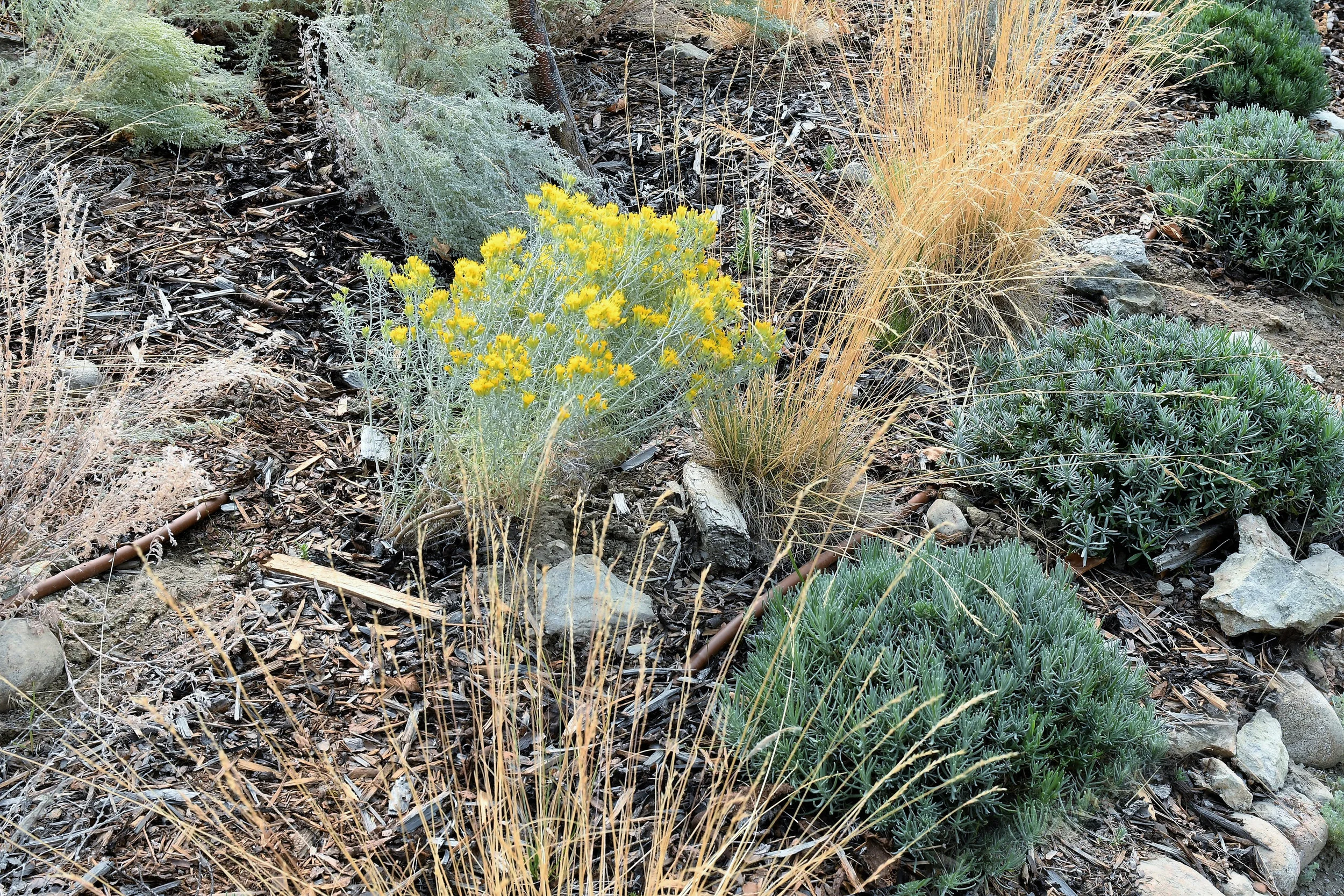 Rabbitbrush bloom