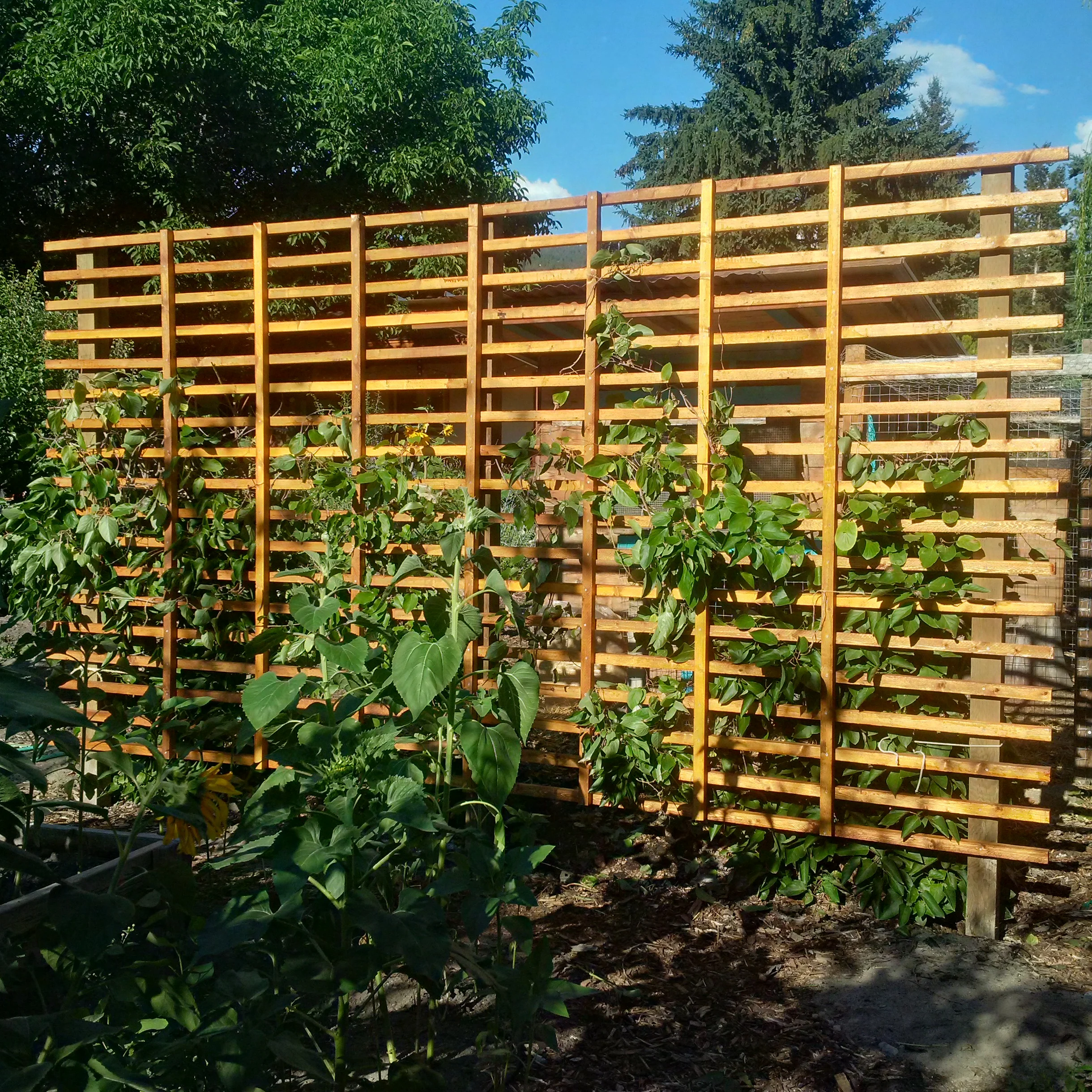 Trellis Kiwi Plant
