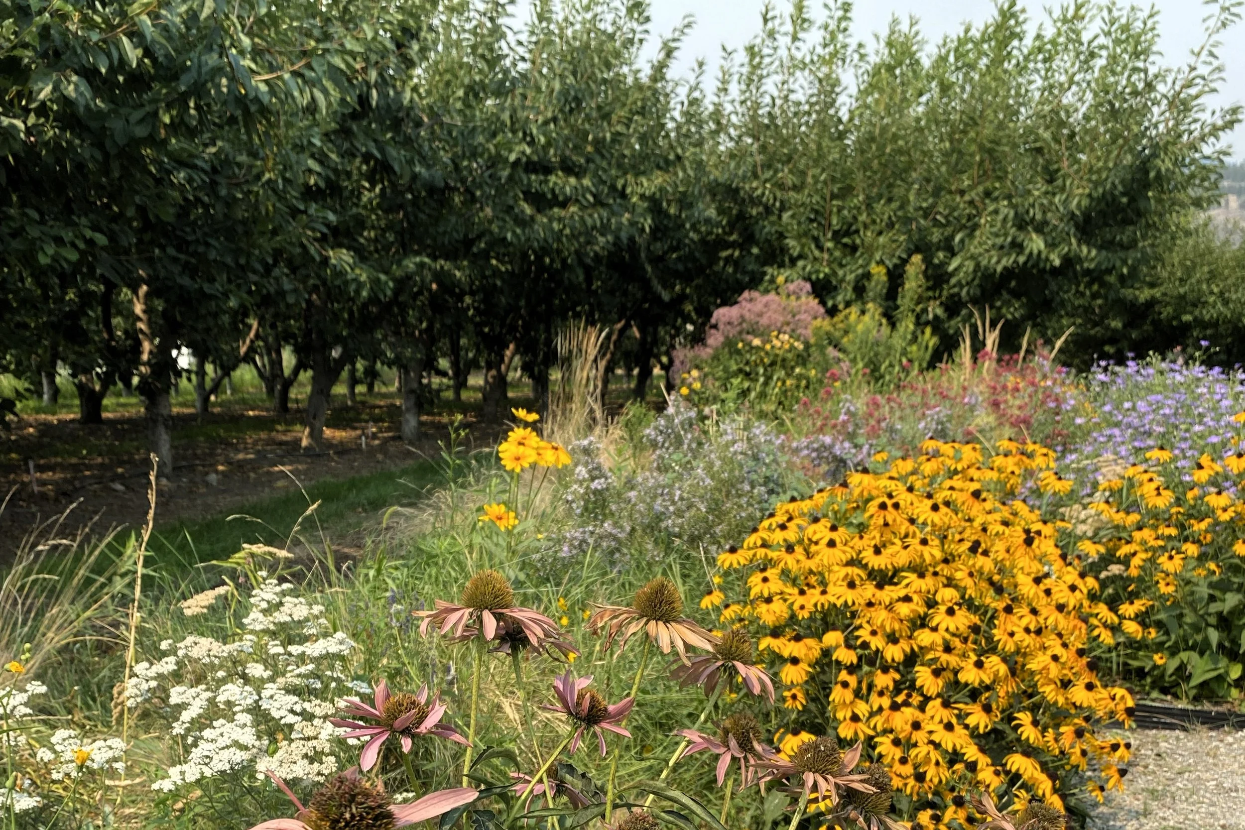 End of the summer colours