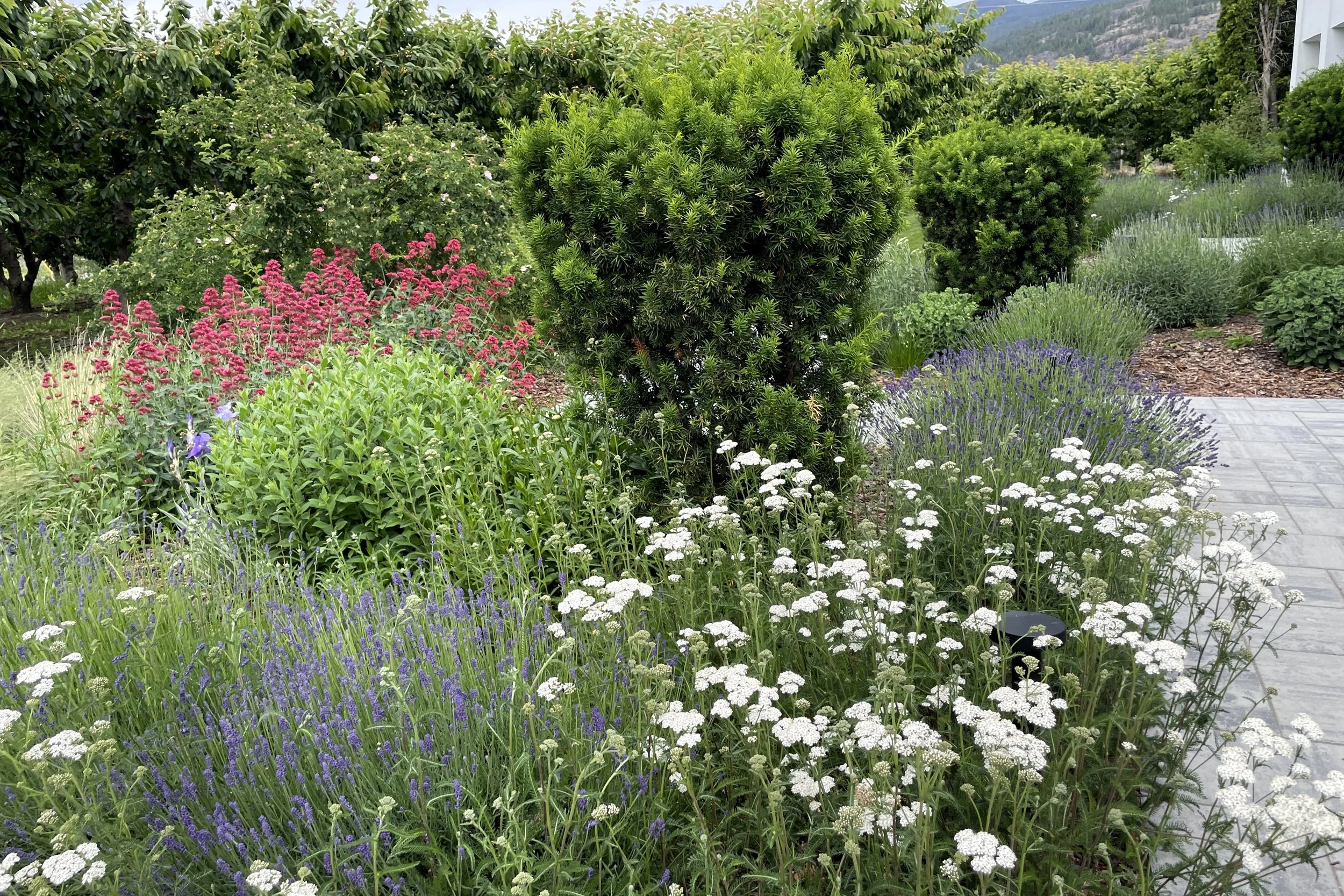 Welcoming and blooming mass plantings