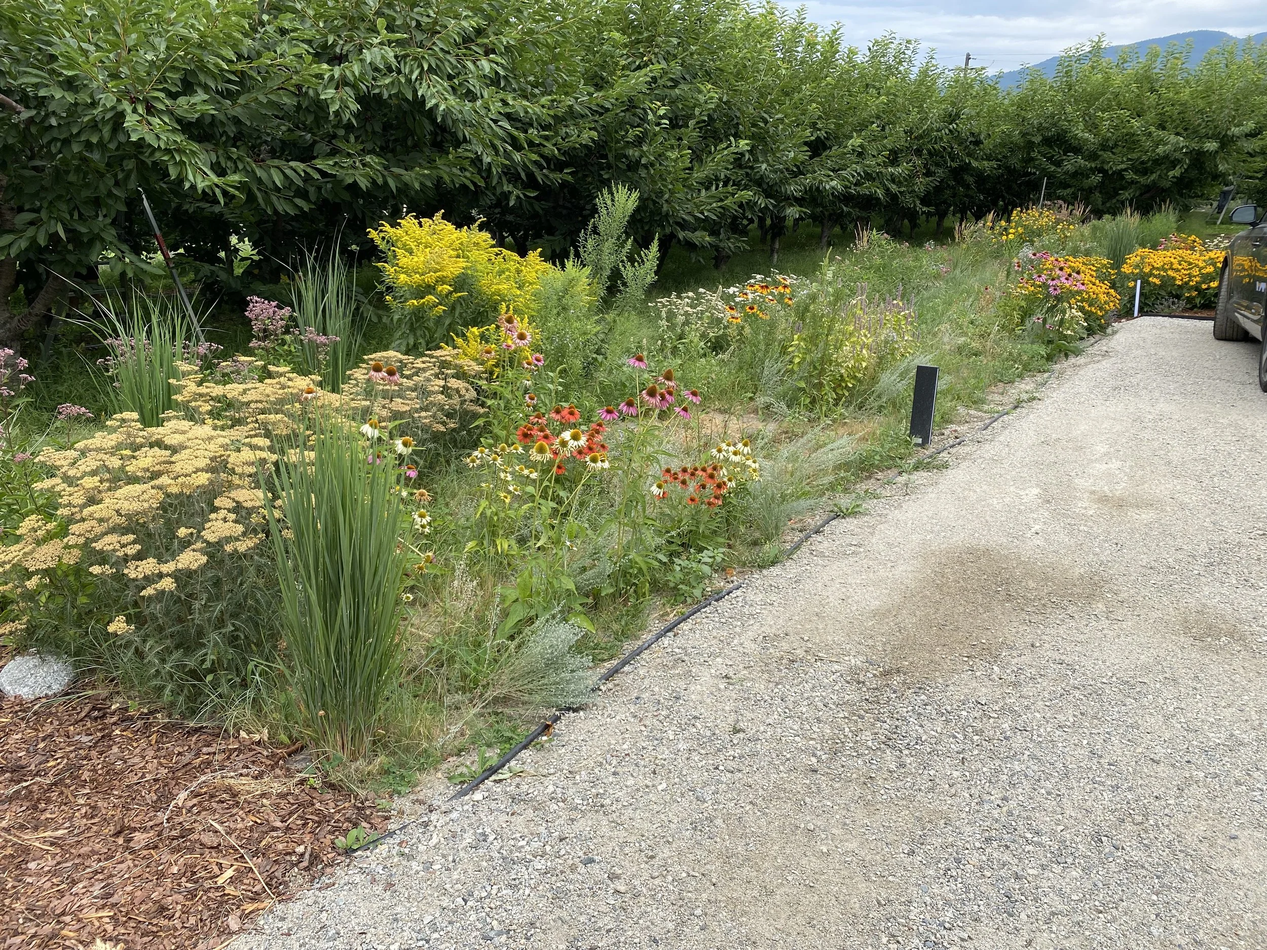 Seeded Meadow 
