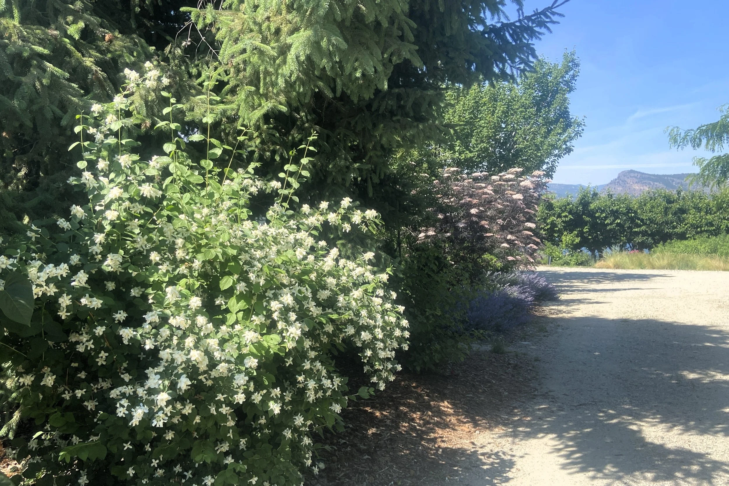 Mixed hedge screening