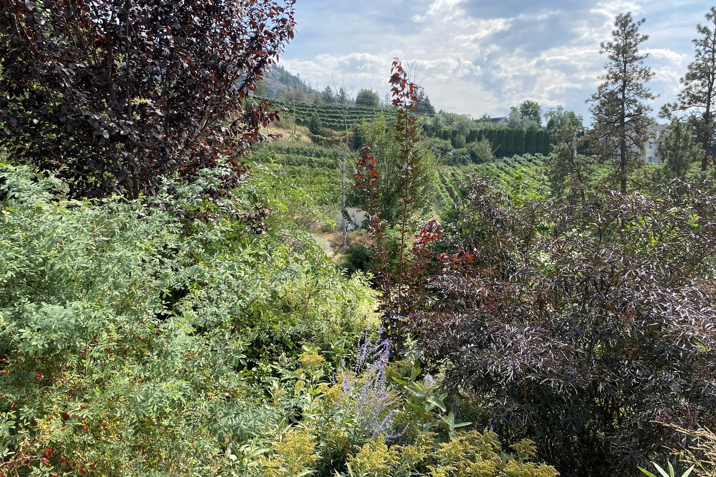 Foliage textures