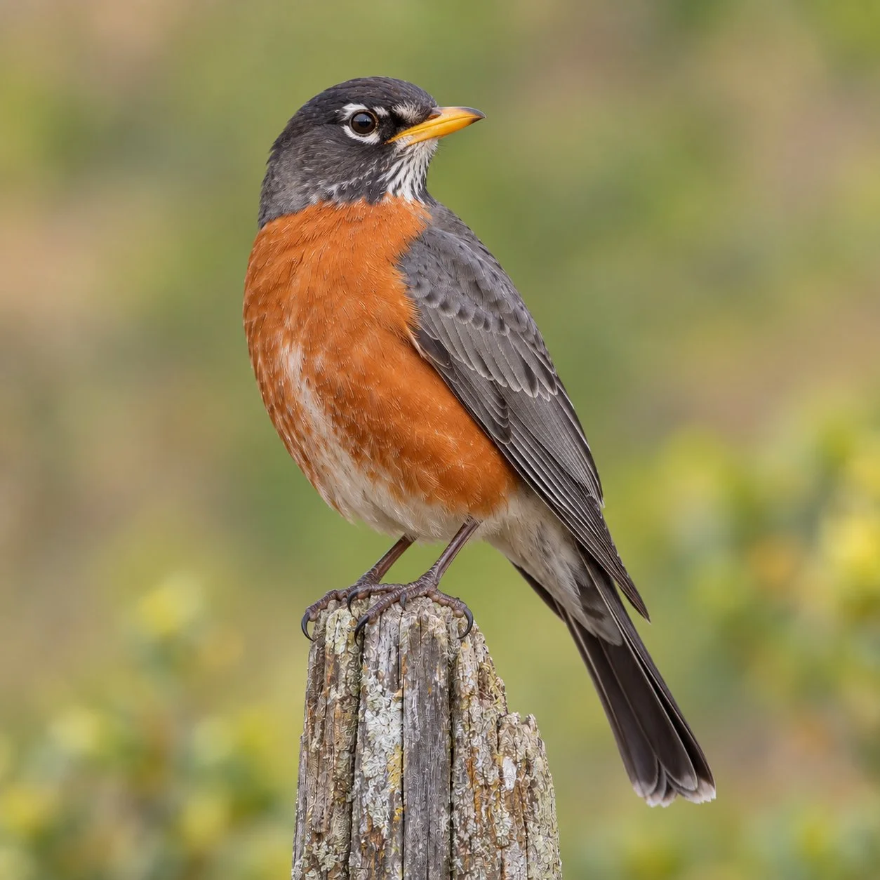 American Robin perched on a weathered wooden post