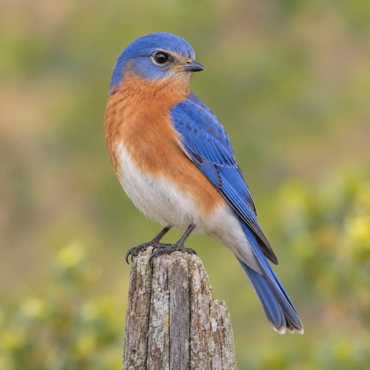 Eastern Bluebird perched on a weathered wooden post