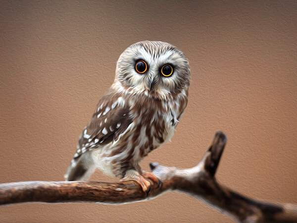 Saw-whet Owl (web).jpg