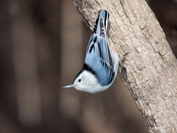 White-Breasted Nuthatch.jpg