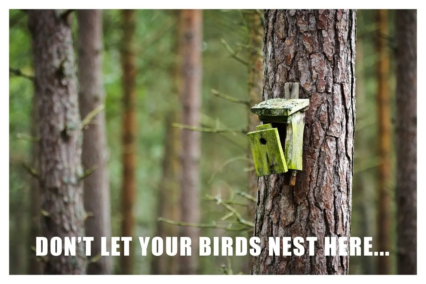Spring 🌼🌱 is right around the corner. Be ready to nurture your beautiful birds when they're ready to nest!
.
.
.
.
.
#chirp #chirpbirdhouses #birdhouse #birdhouses #birdhousekit #birdhousekits #birdhouseart #birdhouselove #birdhousedesign #birding 