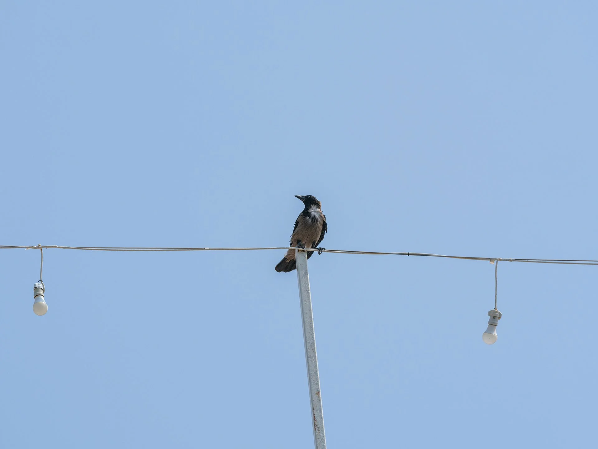 Where Have All the Birds Gone?