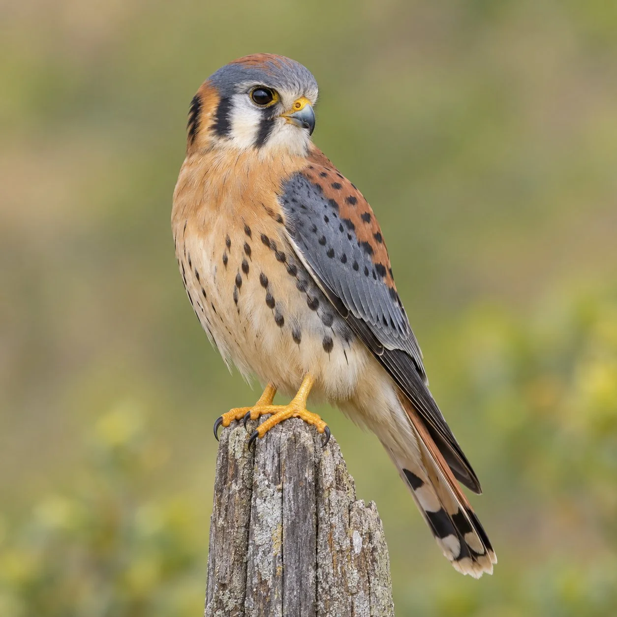 American Kestrel perched on a weathered wooden post.