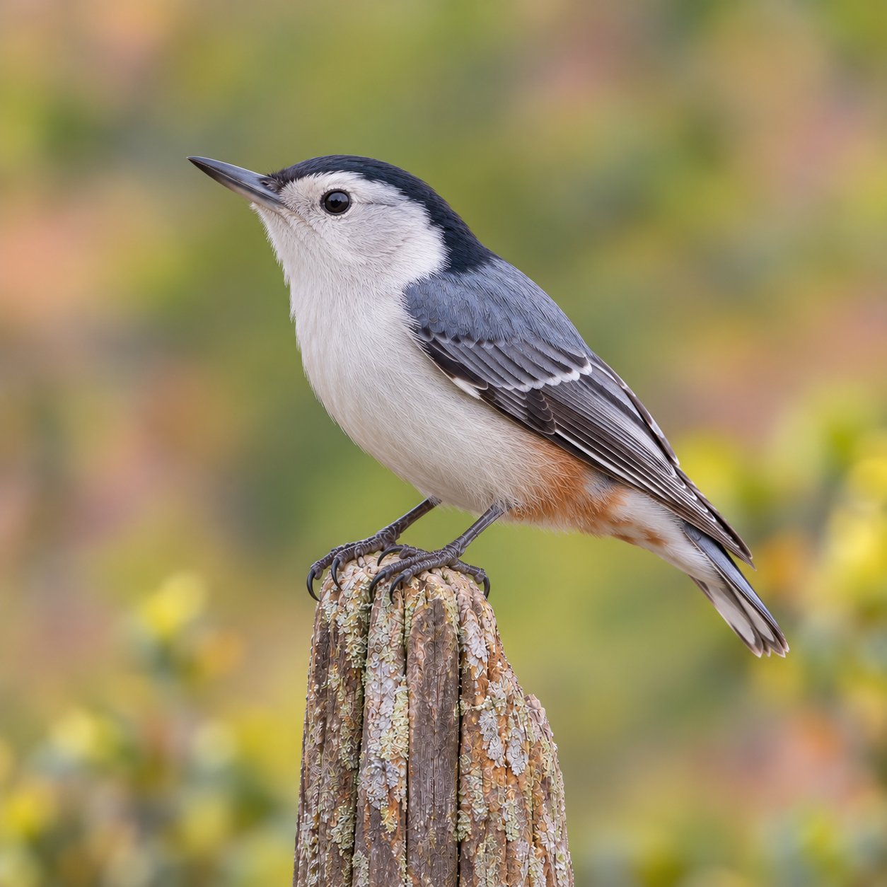 White-Breasted Nuthatch perched on a weathered wooden post