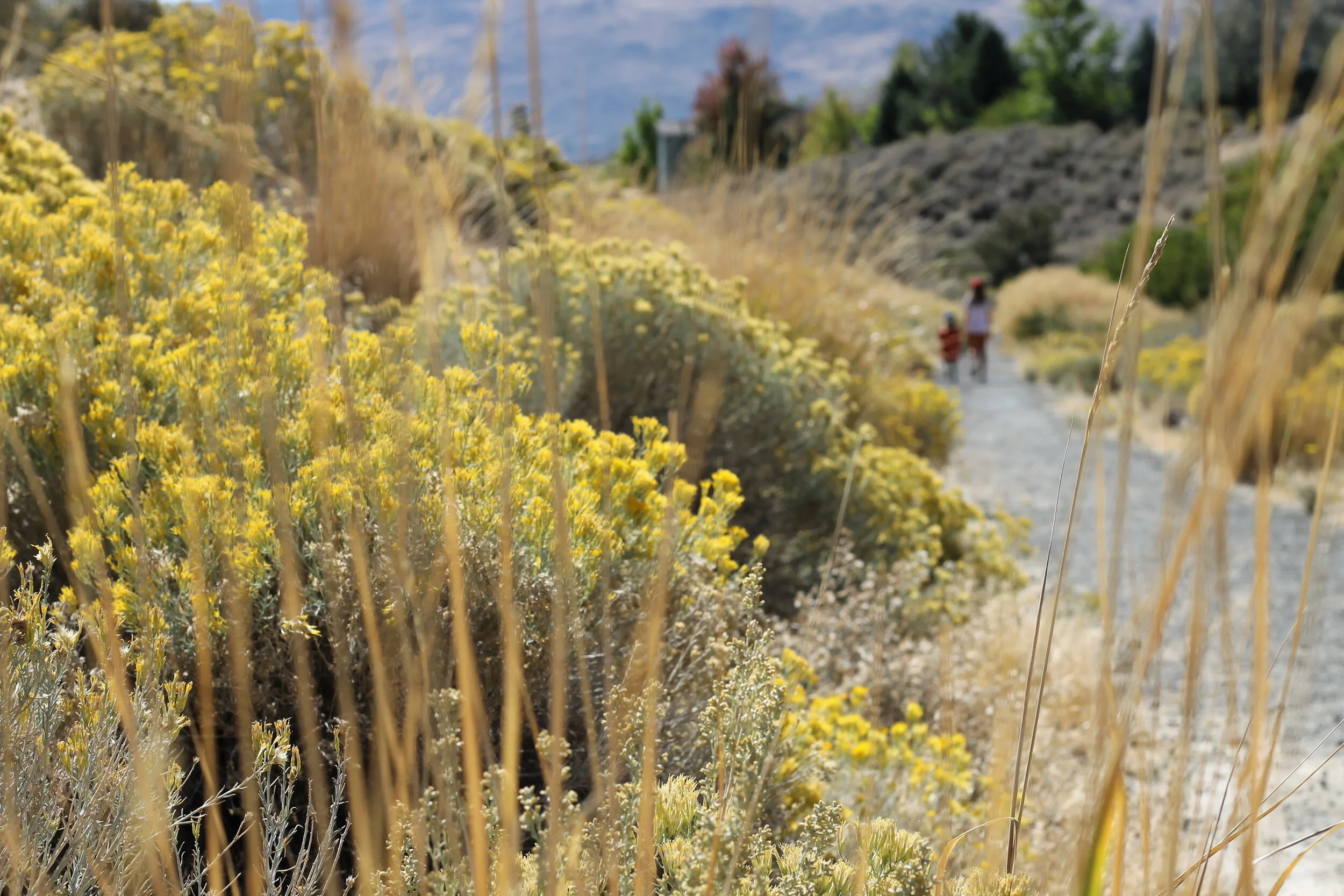 On Pandemic and Progress: Musings of a Father and Disaster Historian