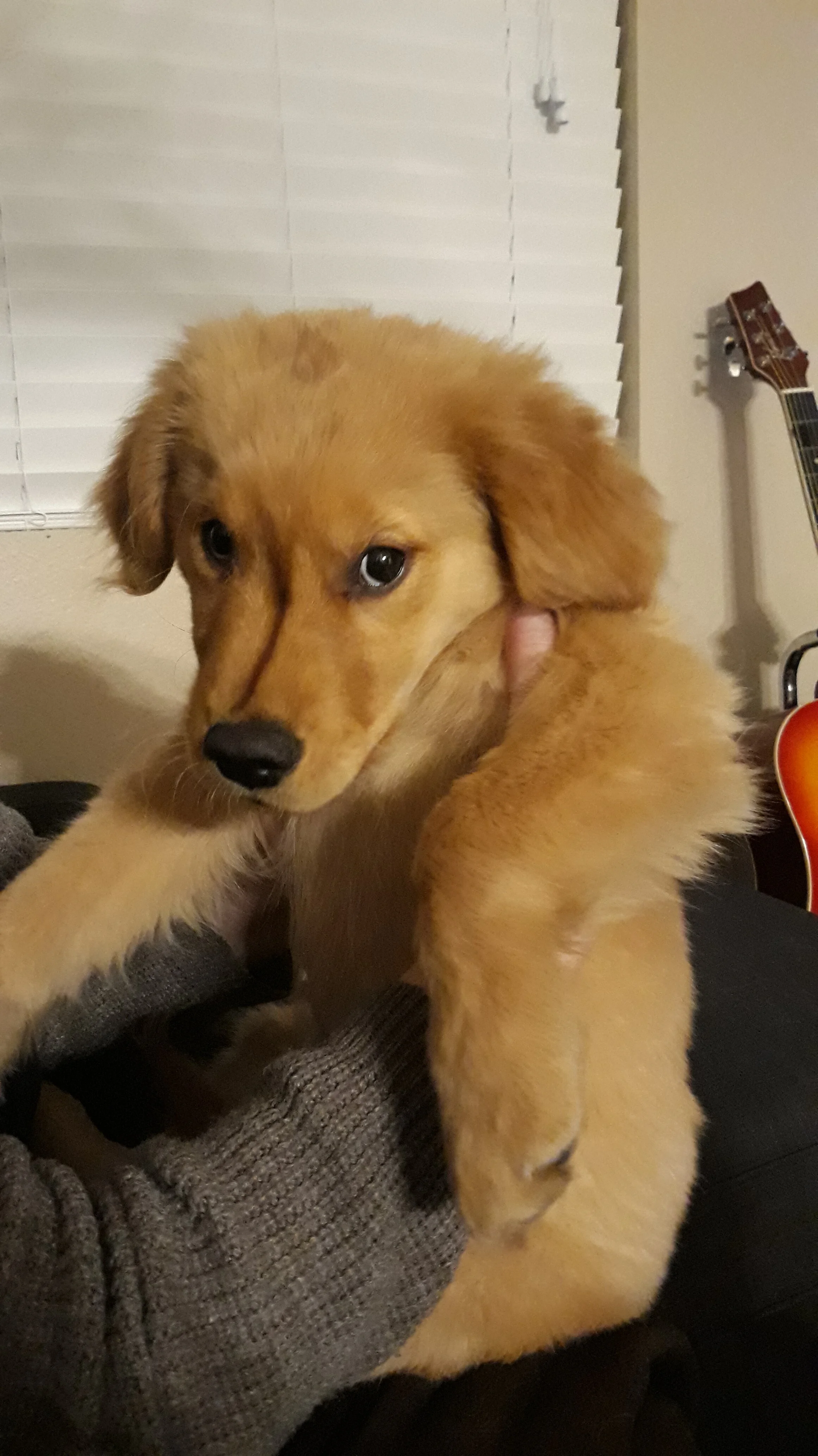 The Dog and the Numbers