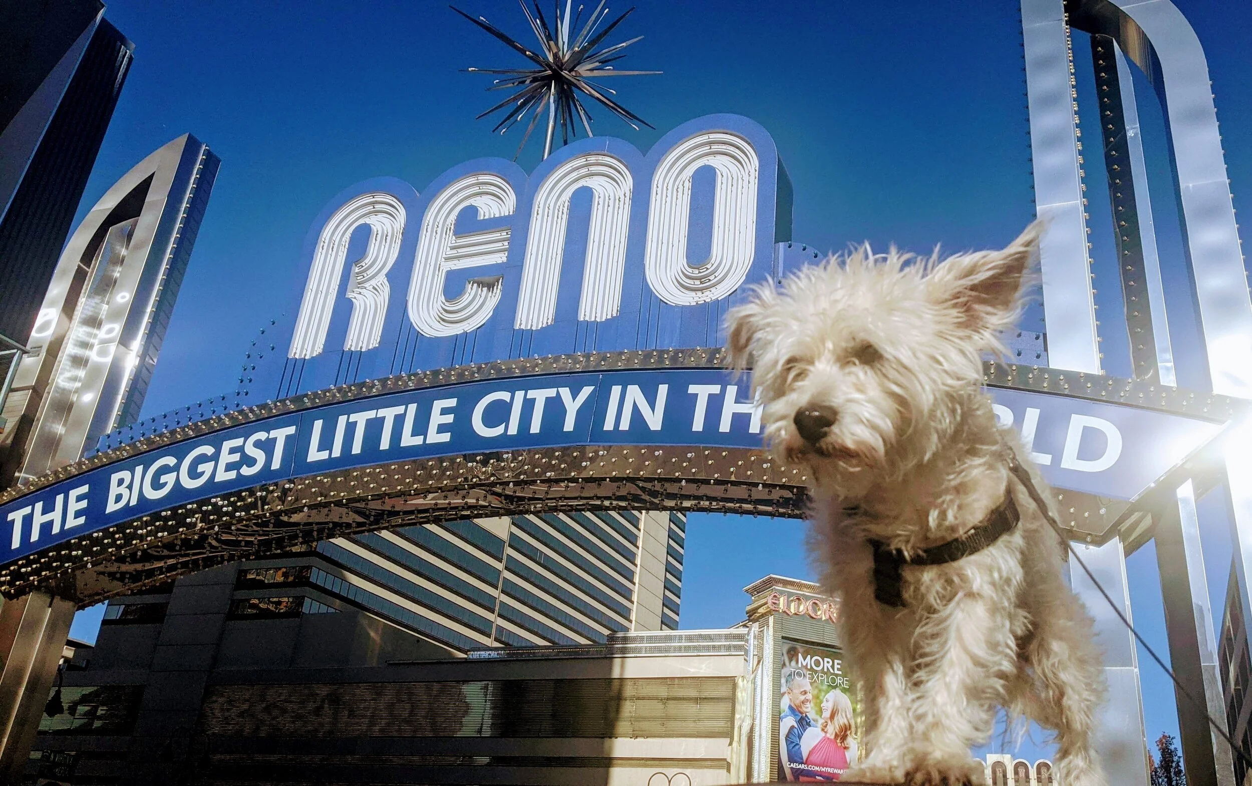 How I Fell in Love with Reno during the Pandemic
