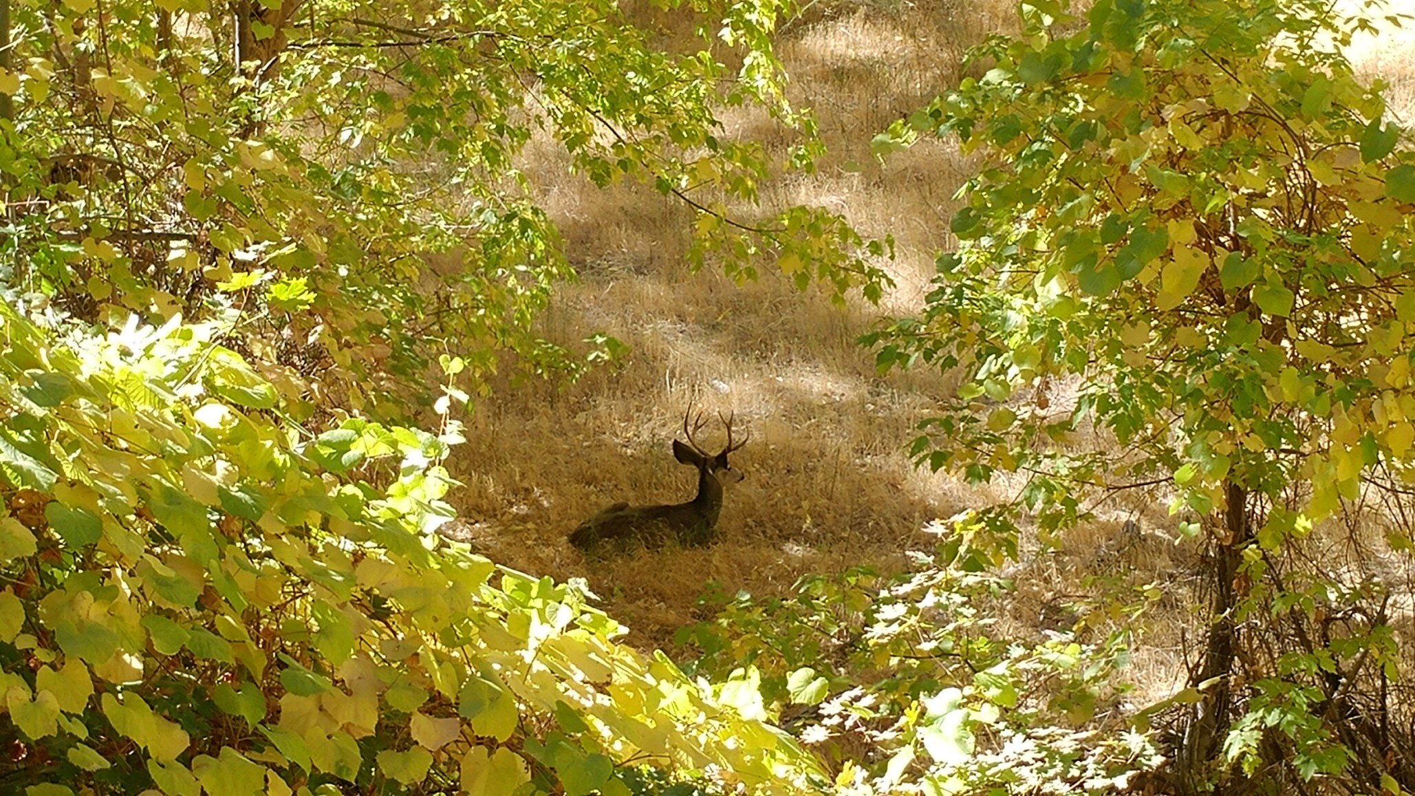 Deer resting at Zion National Park