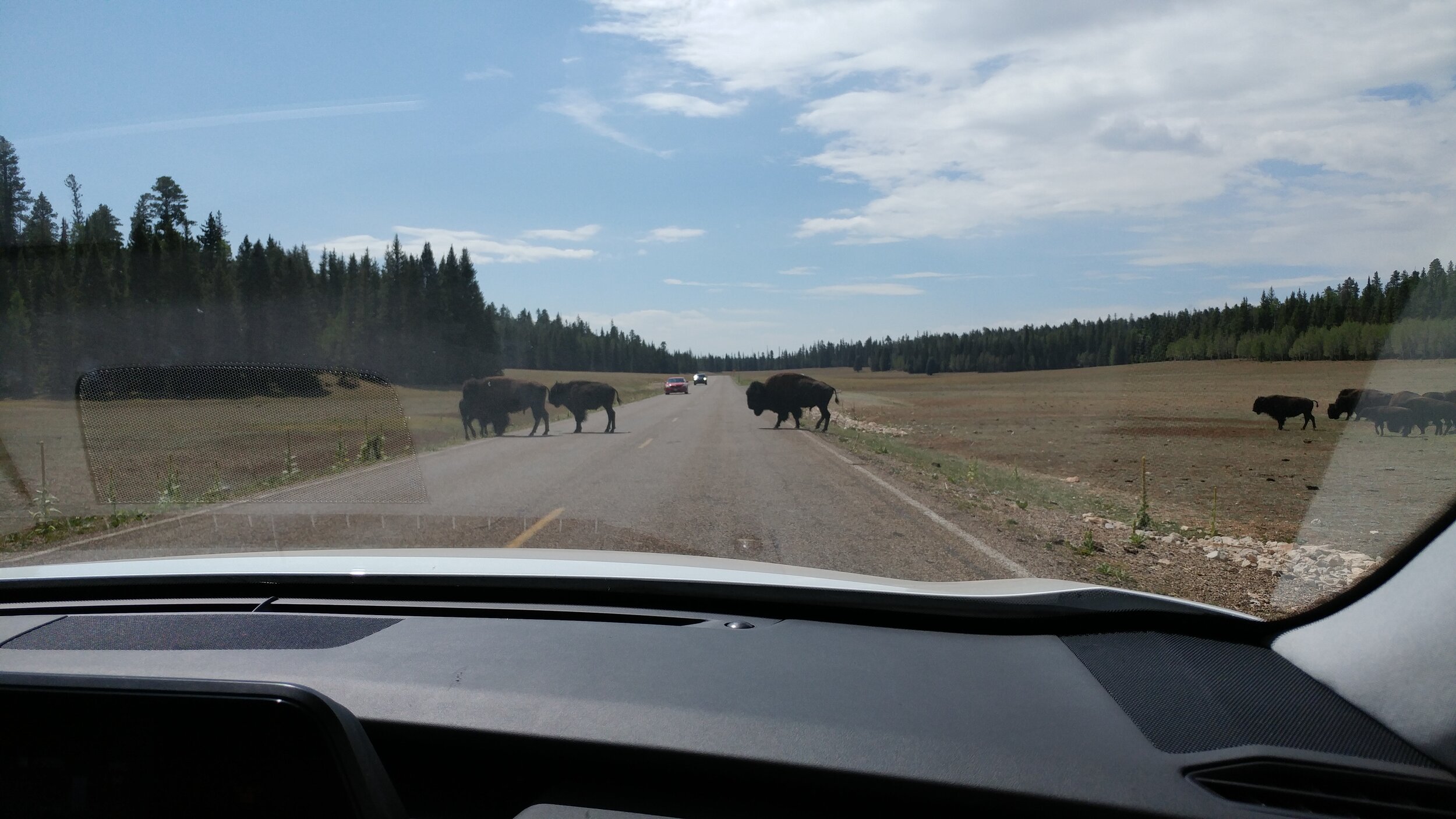 Buffalo crossing the road at North Rim (Grand Canyon)