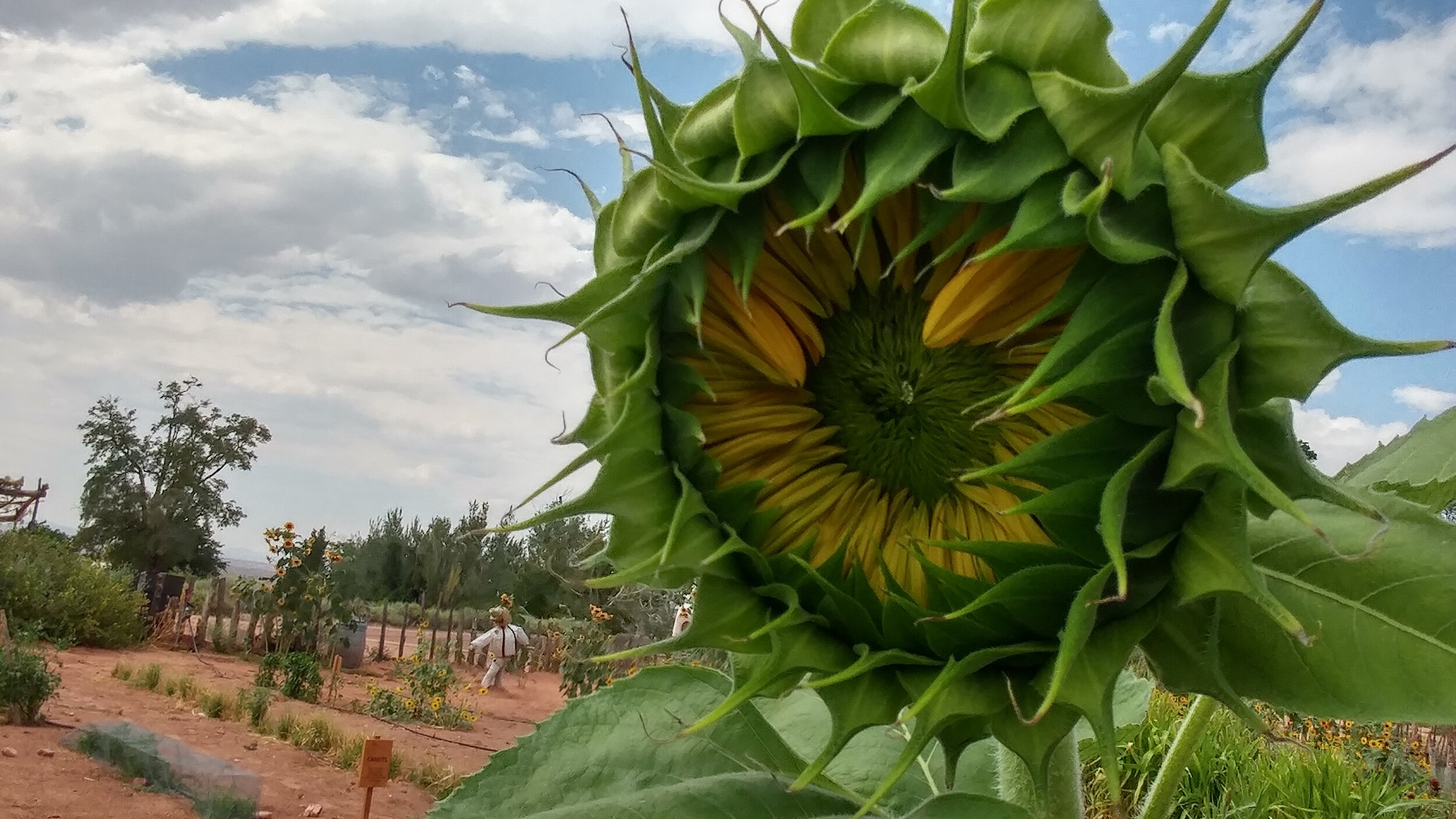 Young sunflower in organic garden at Pipe Spring