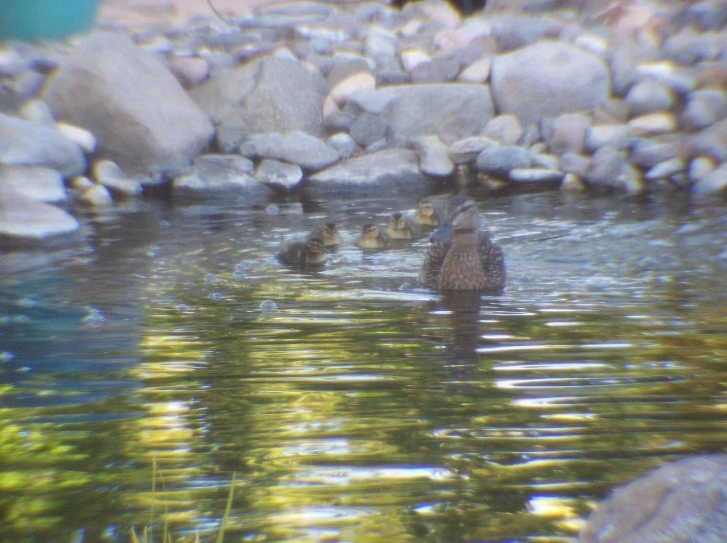 Aftershocks: Stories and Discoveries from My COVID Year