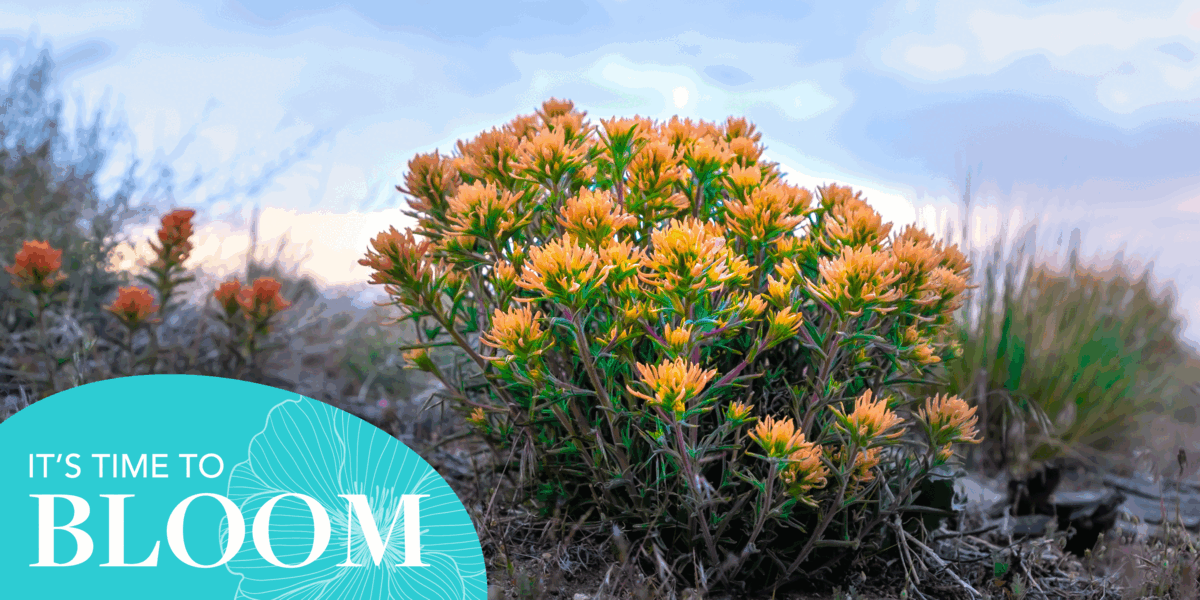 Bloom with Nevada Humanities: Nurturing Growth and Unleashing the Power of Humanities in Nevada