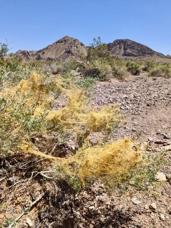 Cuscuta denticulata