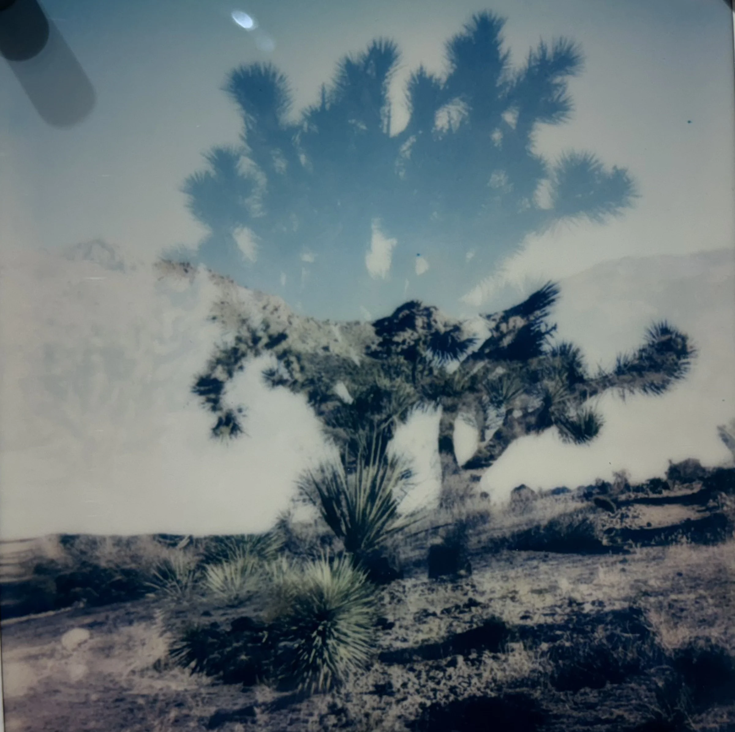 Memories of the Desert