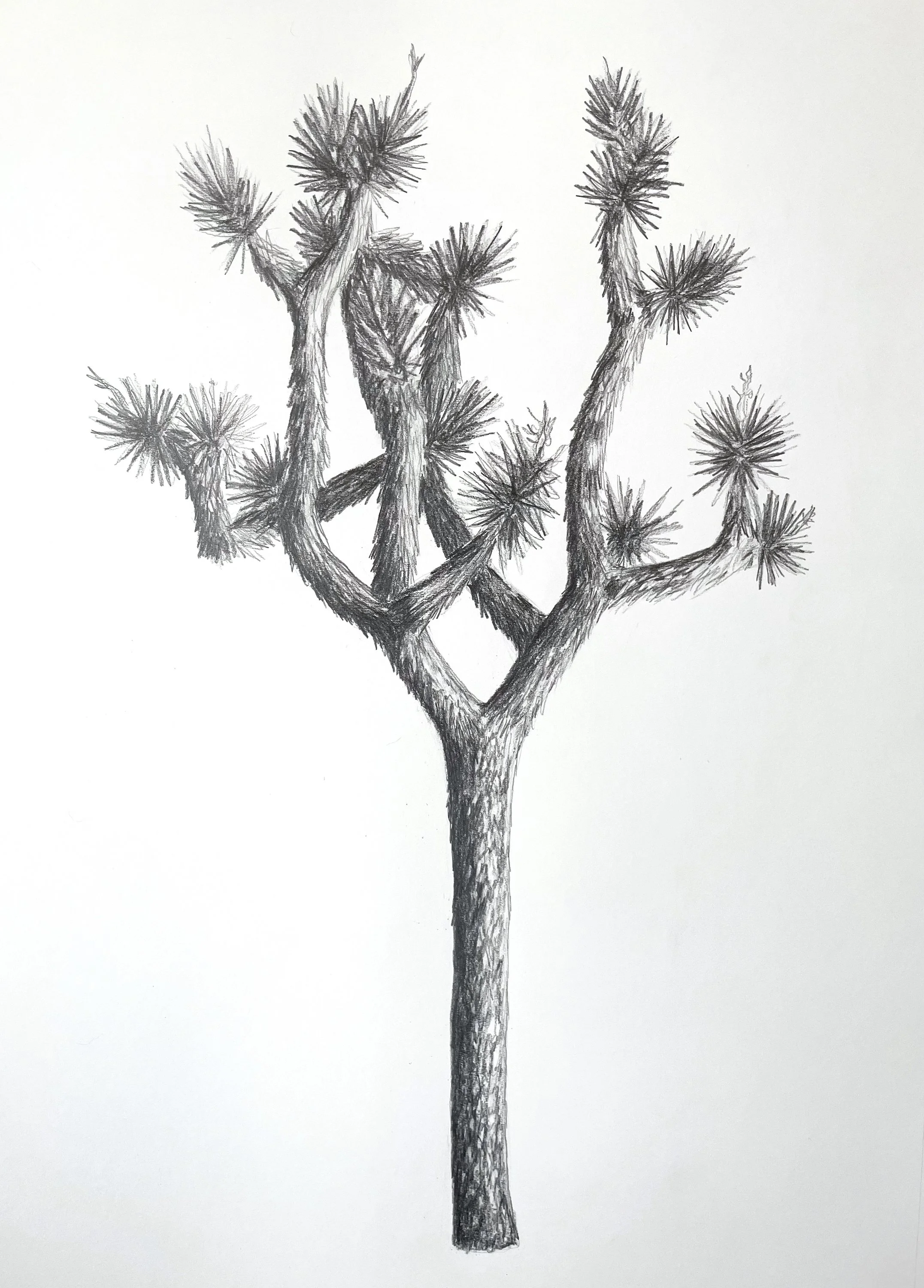 Portrait of a Joshua tree - Mystery Ranch