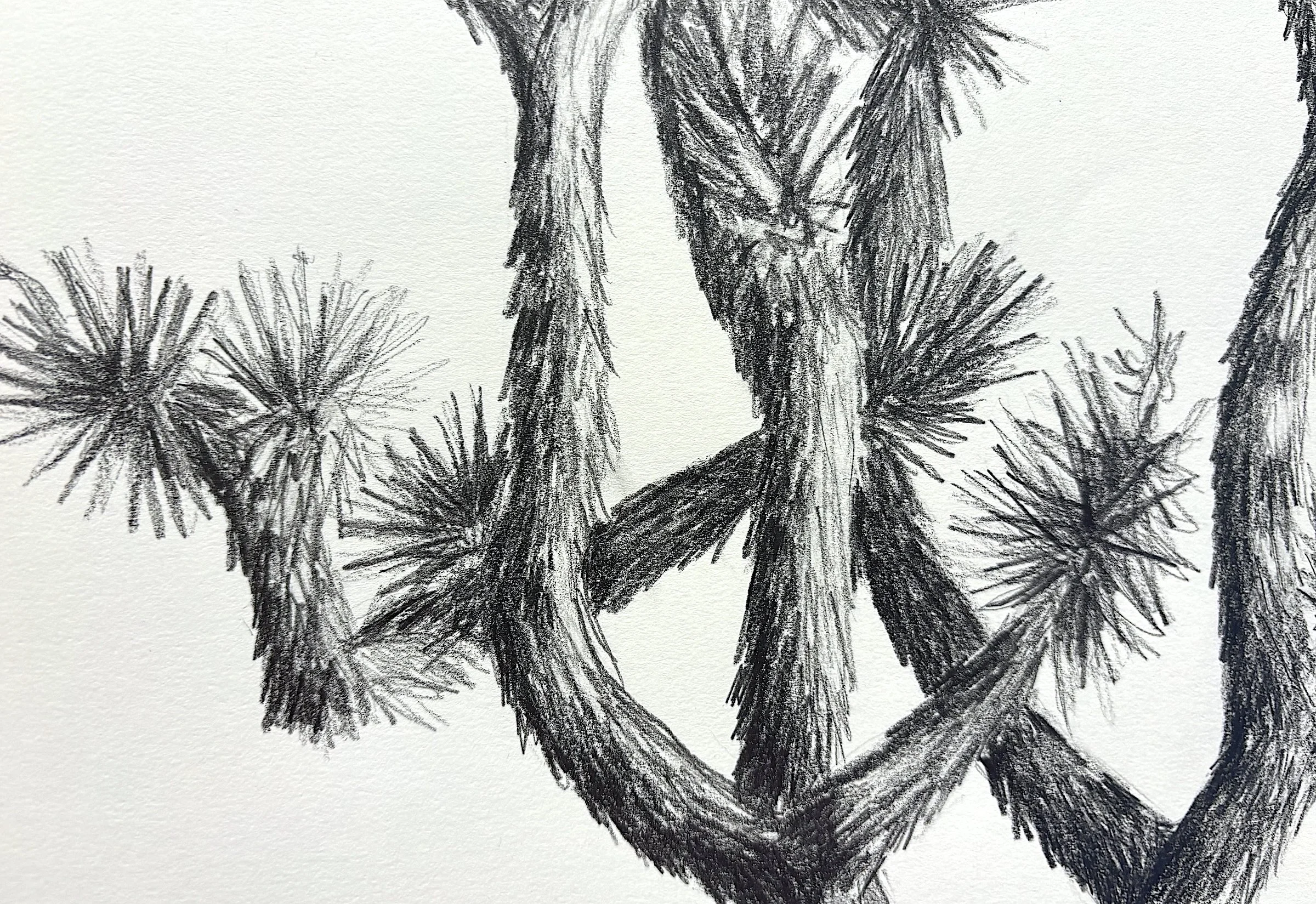 Portrait of a Joshua tree - Mystery Ranch