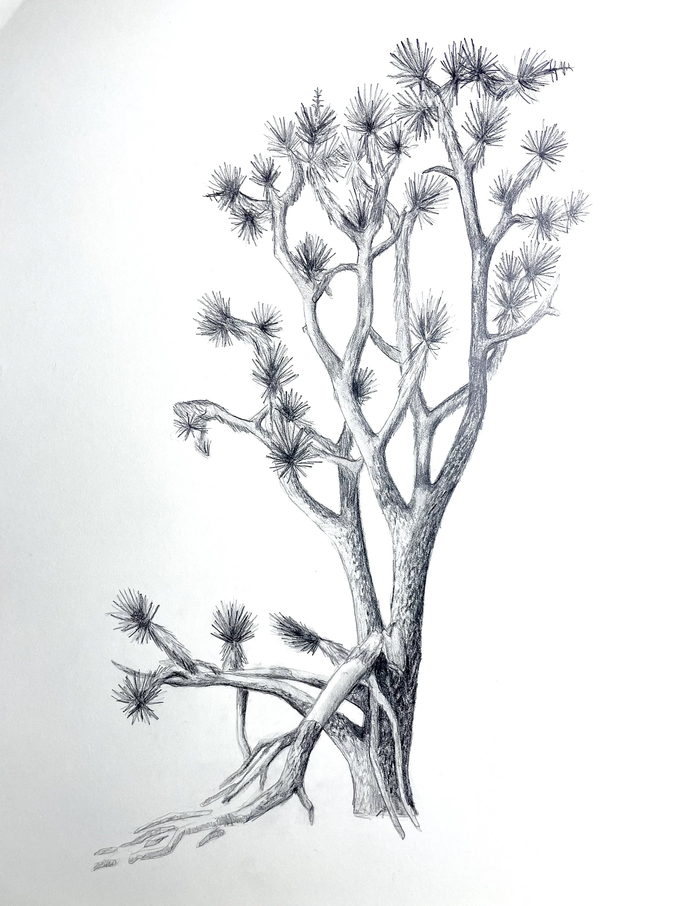 Portrait of a Joshua tree - Wee Thump