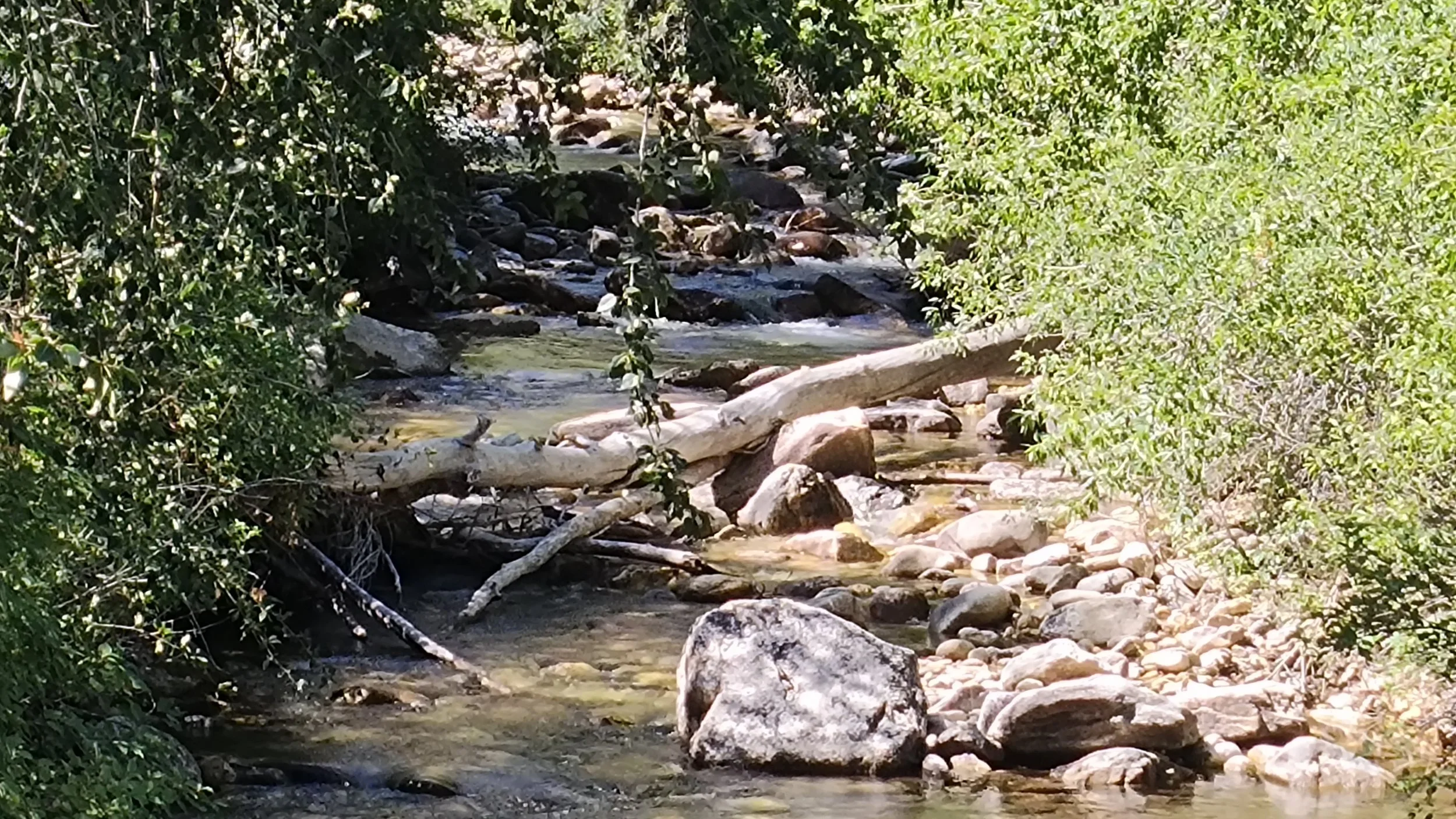 [Sagebrush to Sandstone] On the Land: A Creativity Walk in Lamoille Canyon
