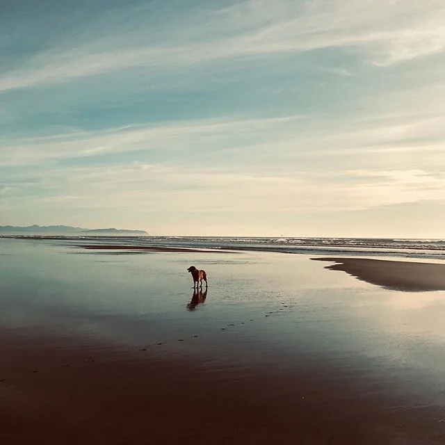 A pretty good workday on the #oregoncoast with Zuma girl 🐕🐾 #oregonbeaches #astoria #fortstevens #dogsonthebeach