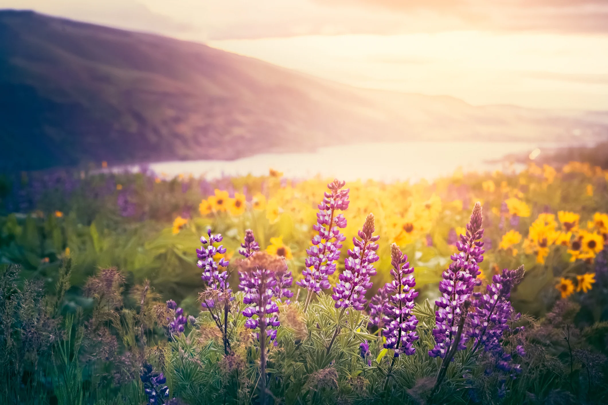Photo by debibishop/iStock / Getty Images